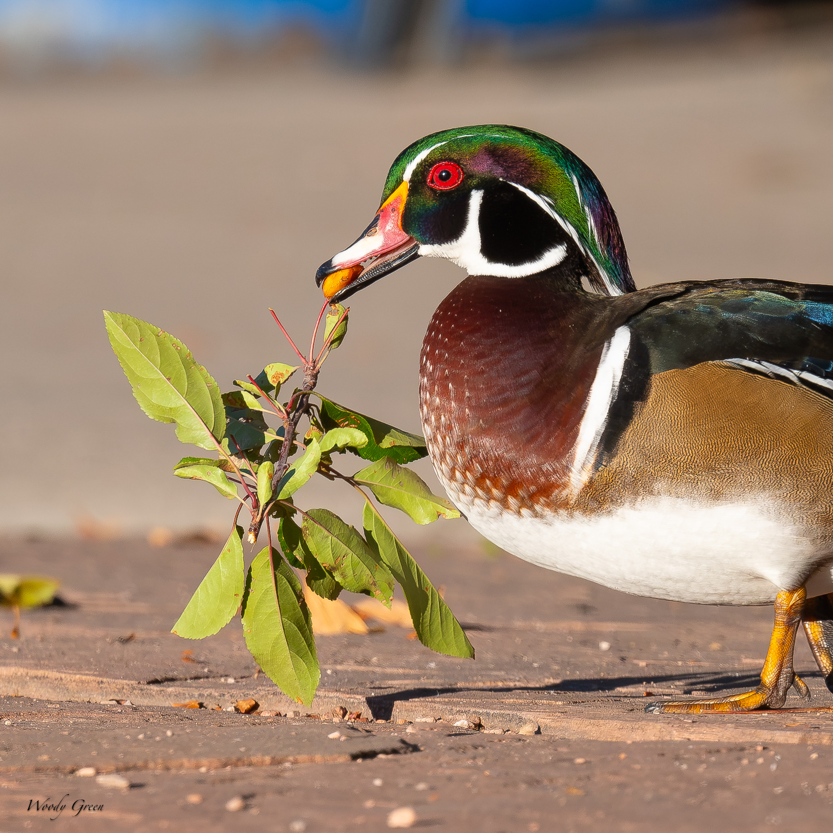 WoodDuckCrabapple-759.jpg