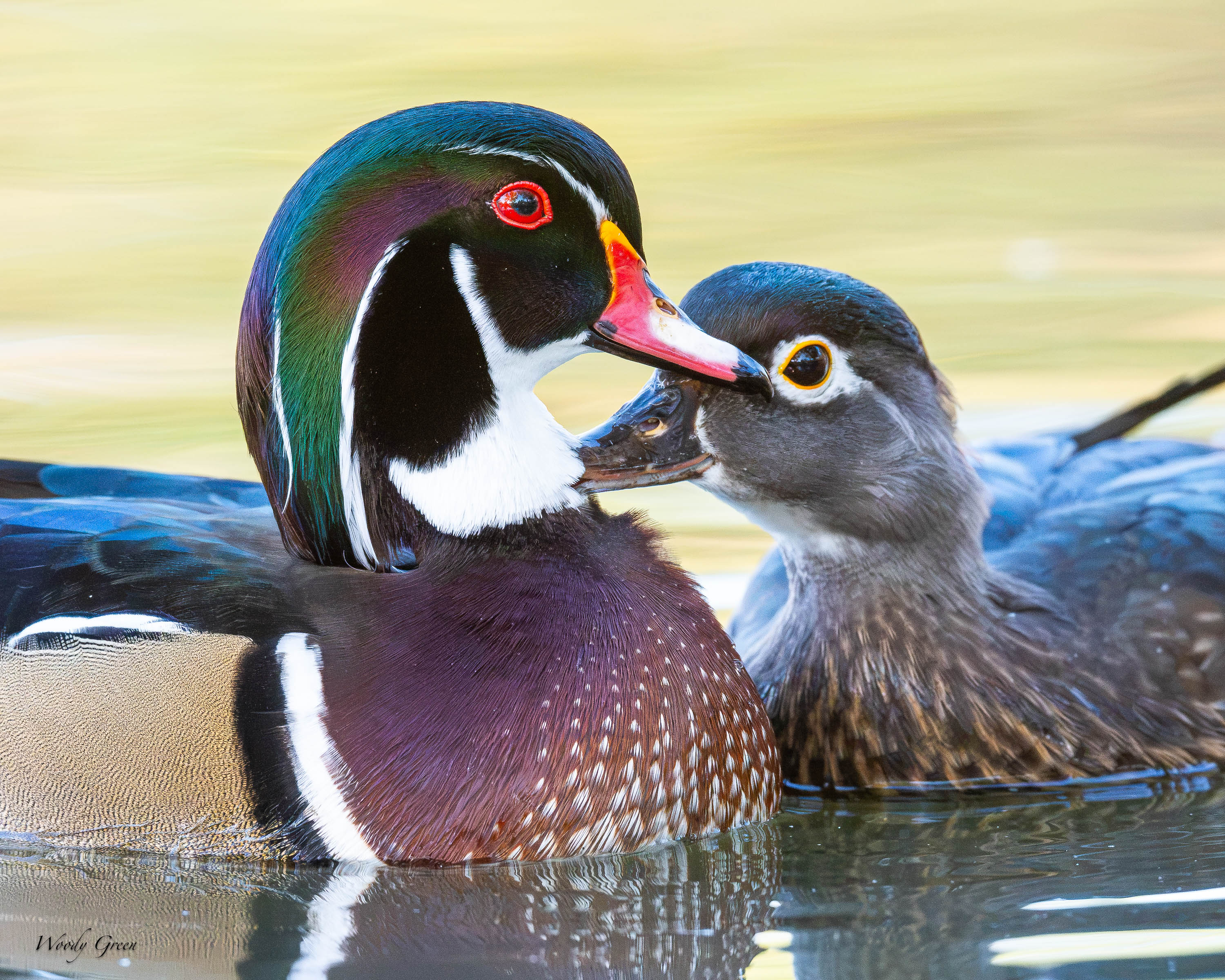 WoodDuckCuddle-759.jpg
