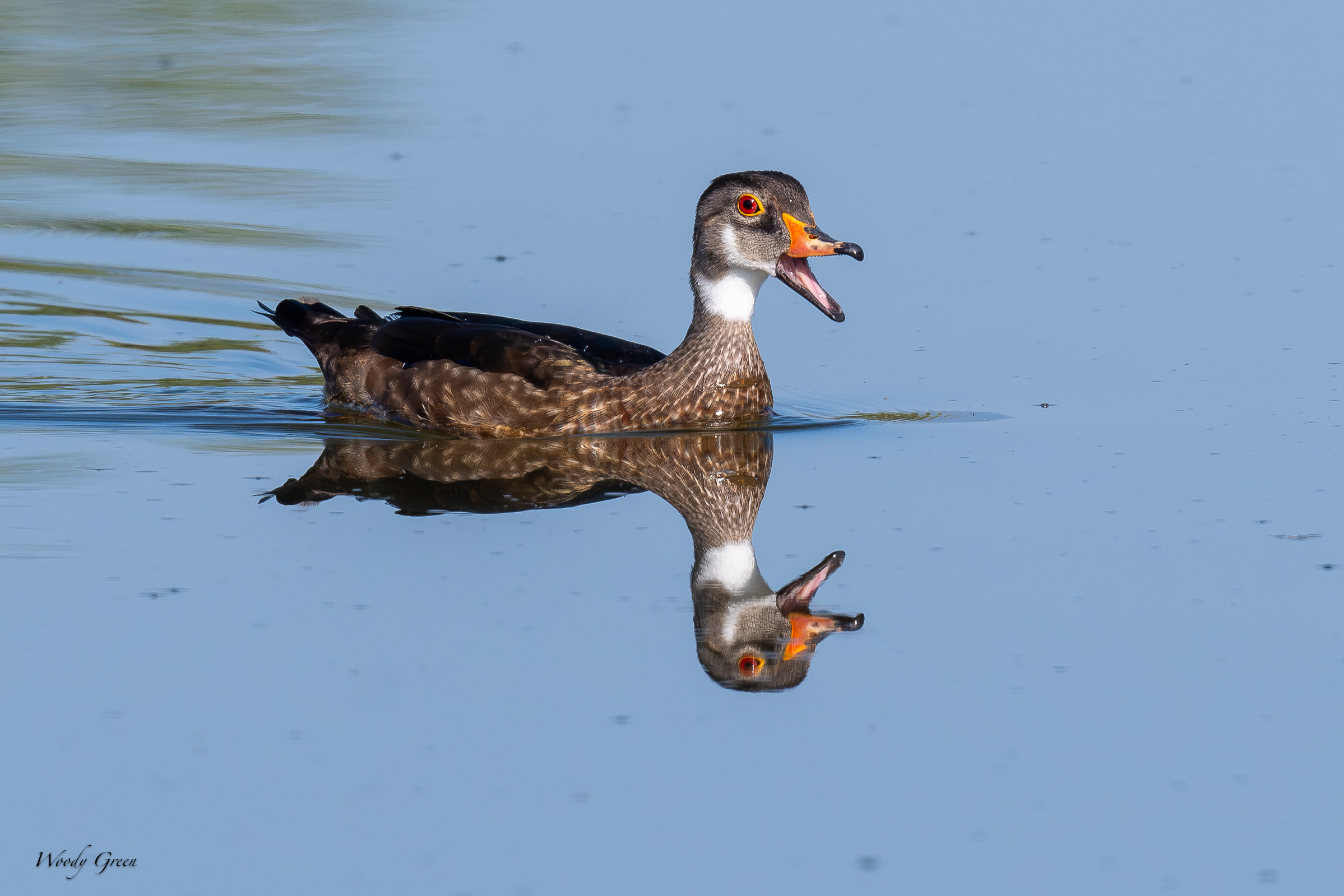 WoodduckEclipse-703.jpg