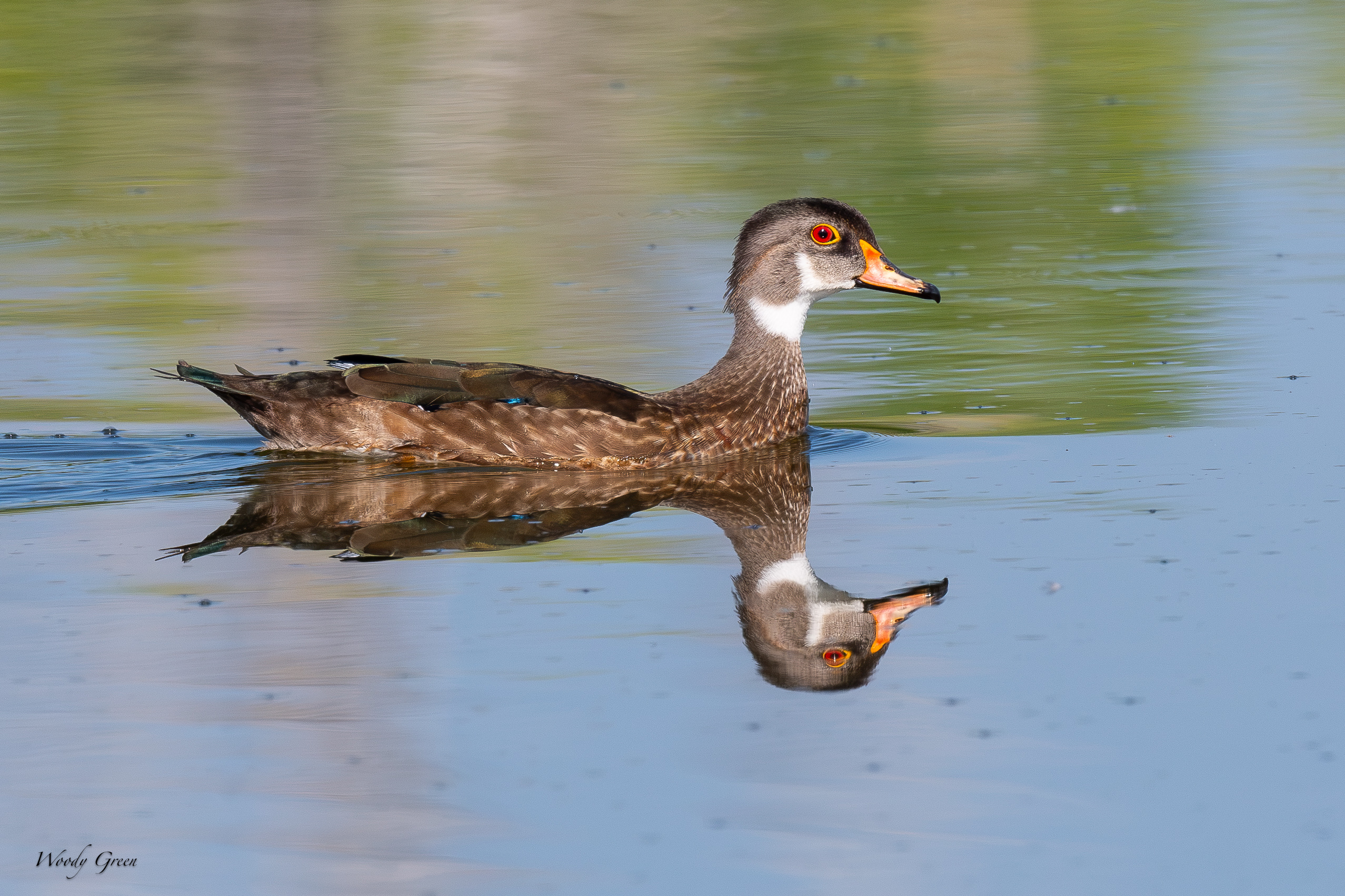 WoodduckEclipse-704.jpg