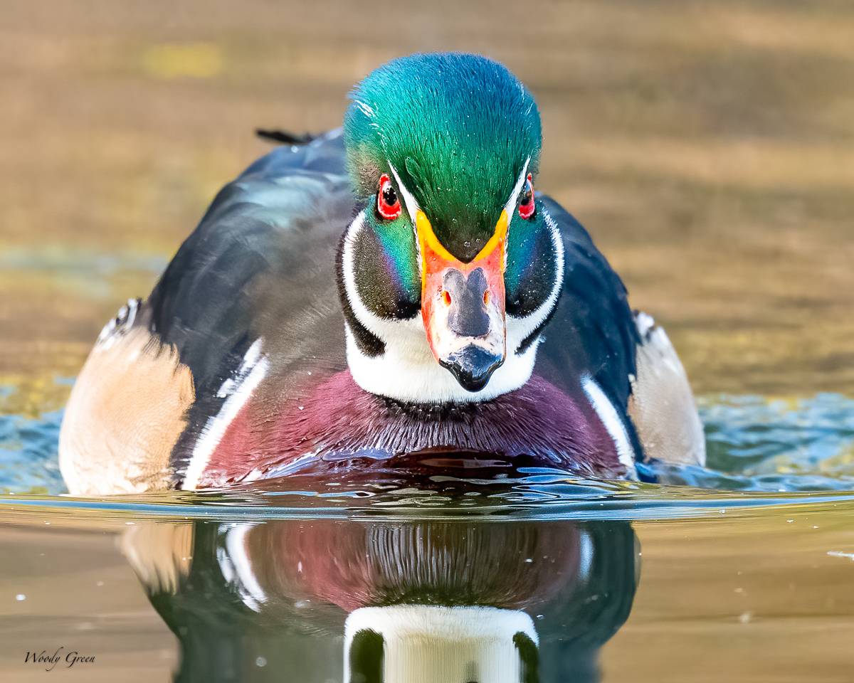 WoodDuckEyes-79.jpg