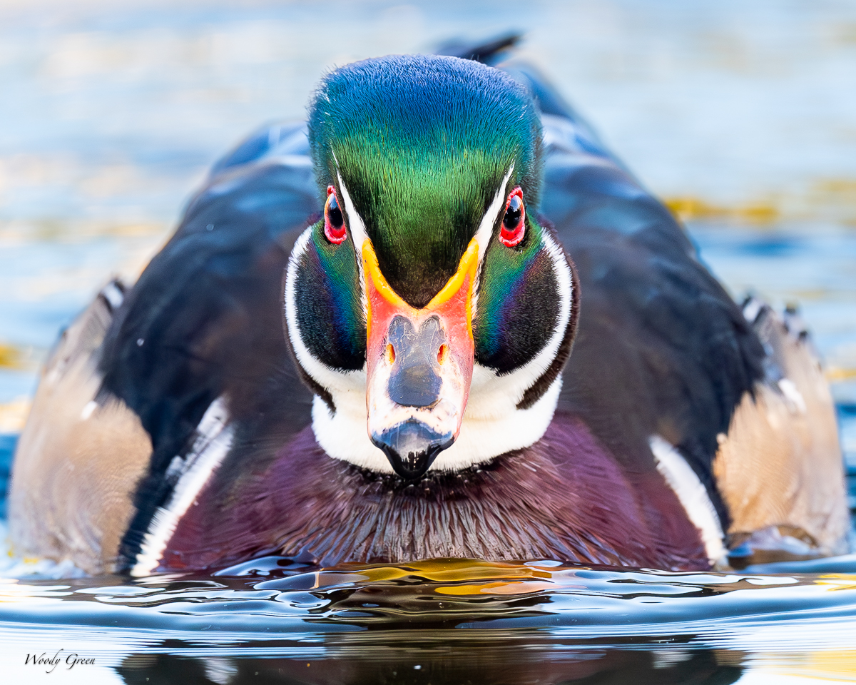 WoodDuckEyes-80.jpg