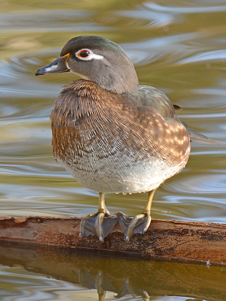 WoodDuckFemale2.jpg