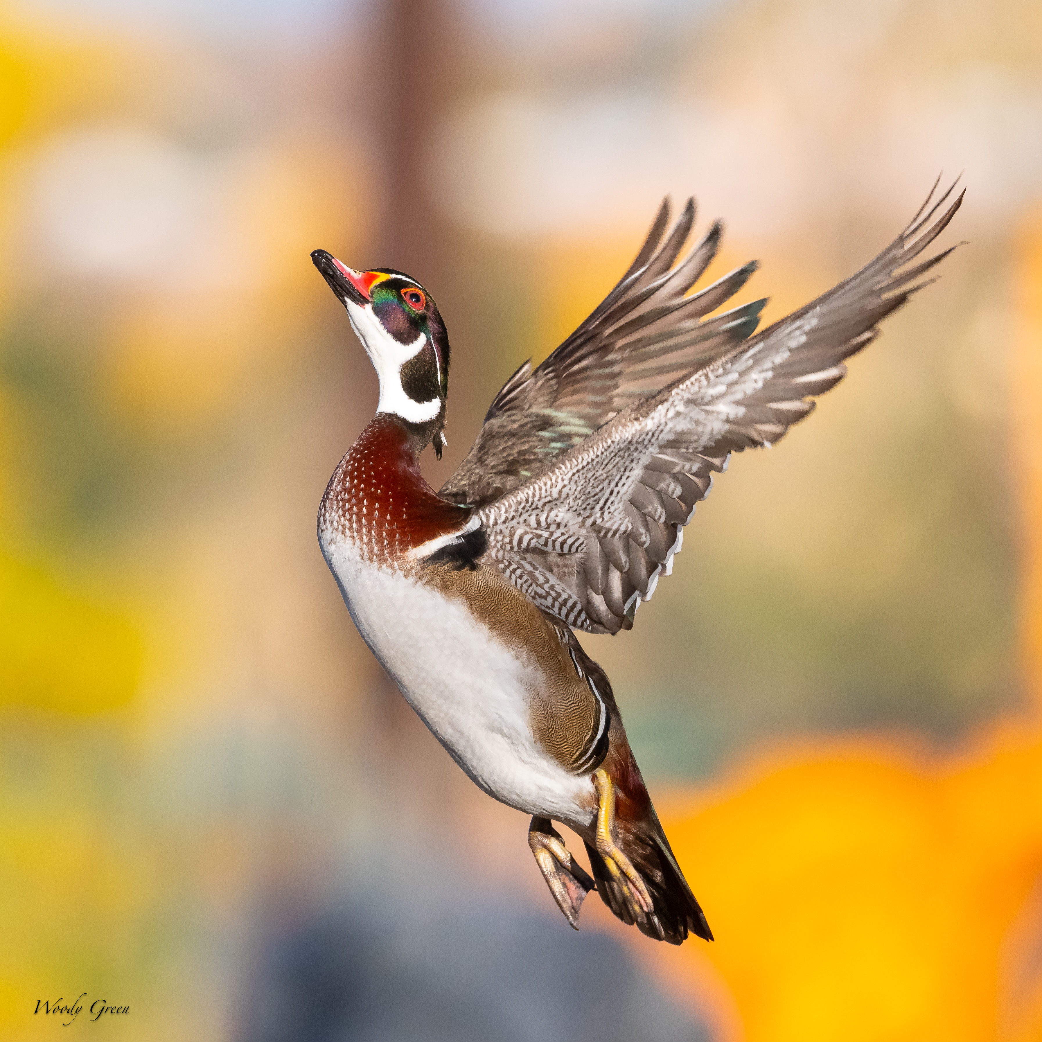 WoodDuckFlight-130.jpg