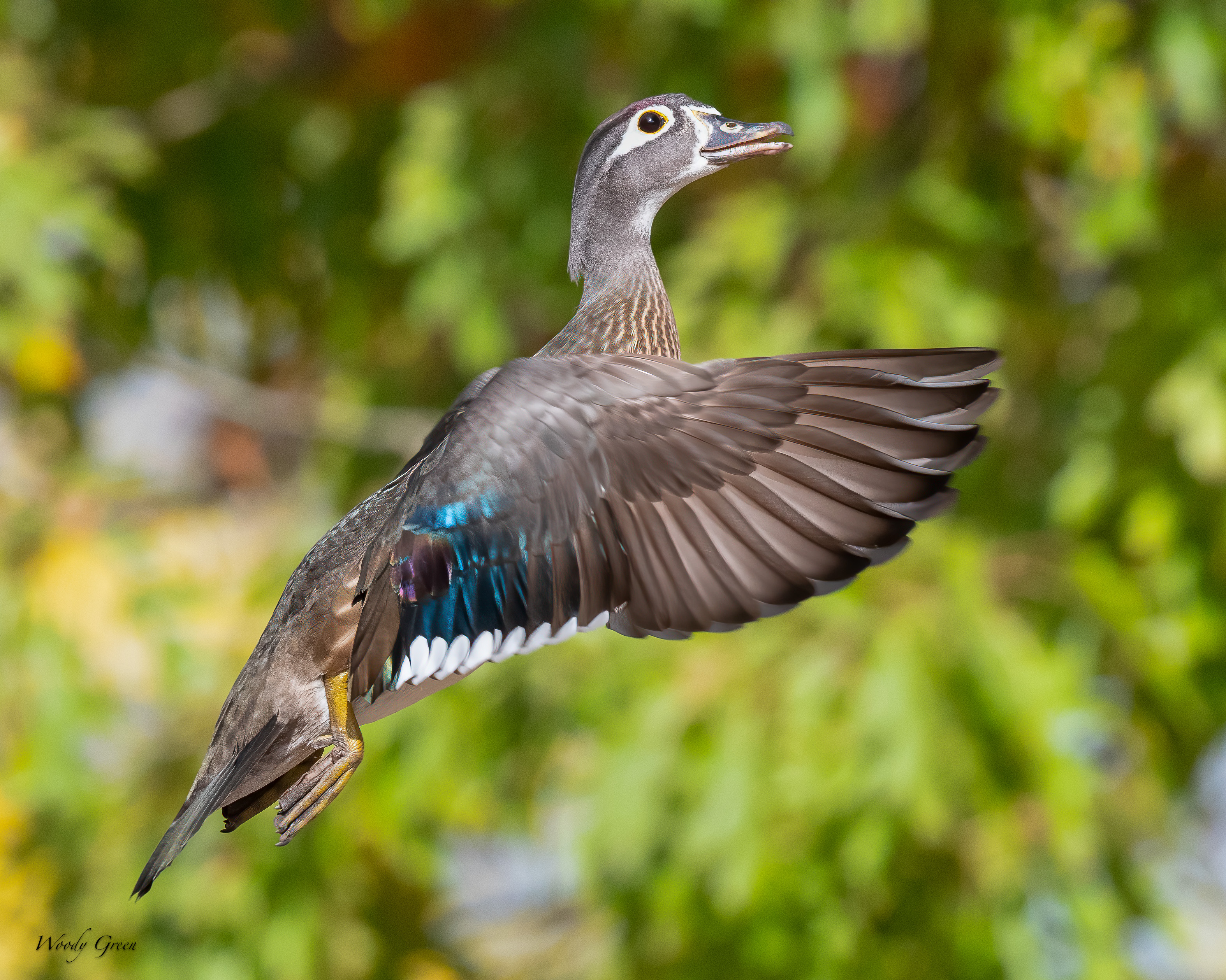 WoodDuckFlight-131.jpg