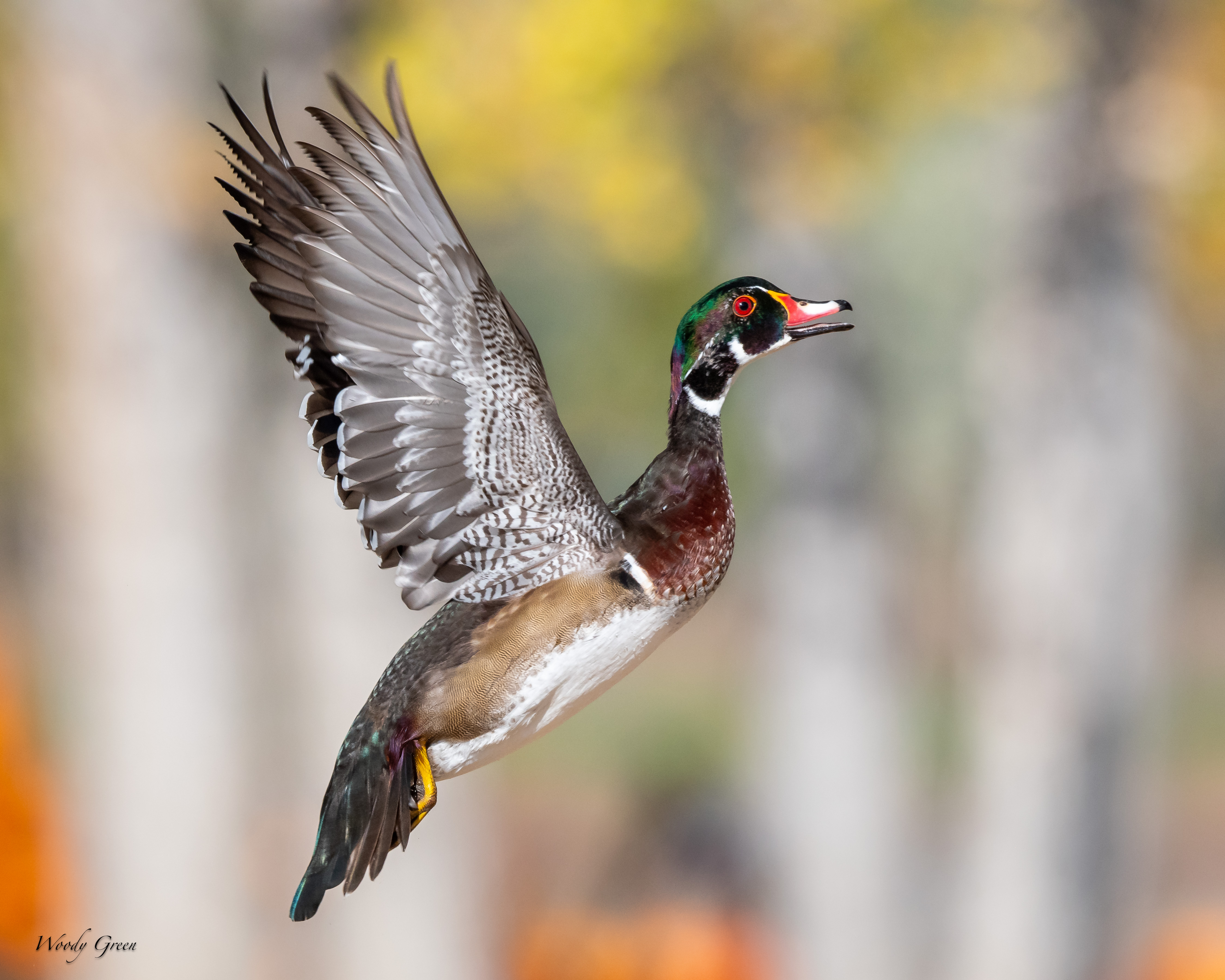 WoodDuckFlight-132.jpg