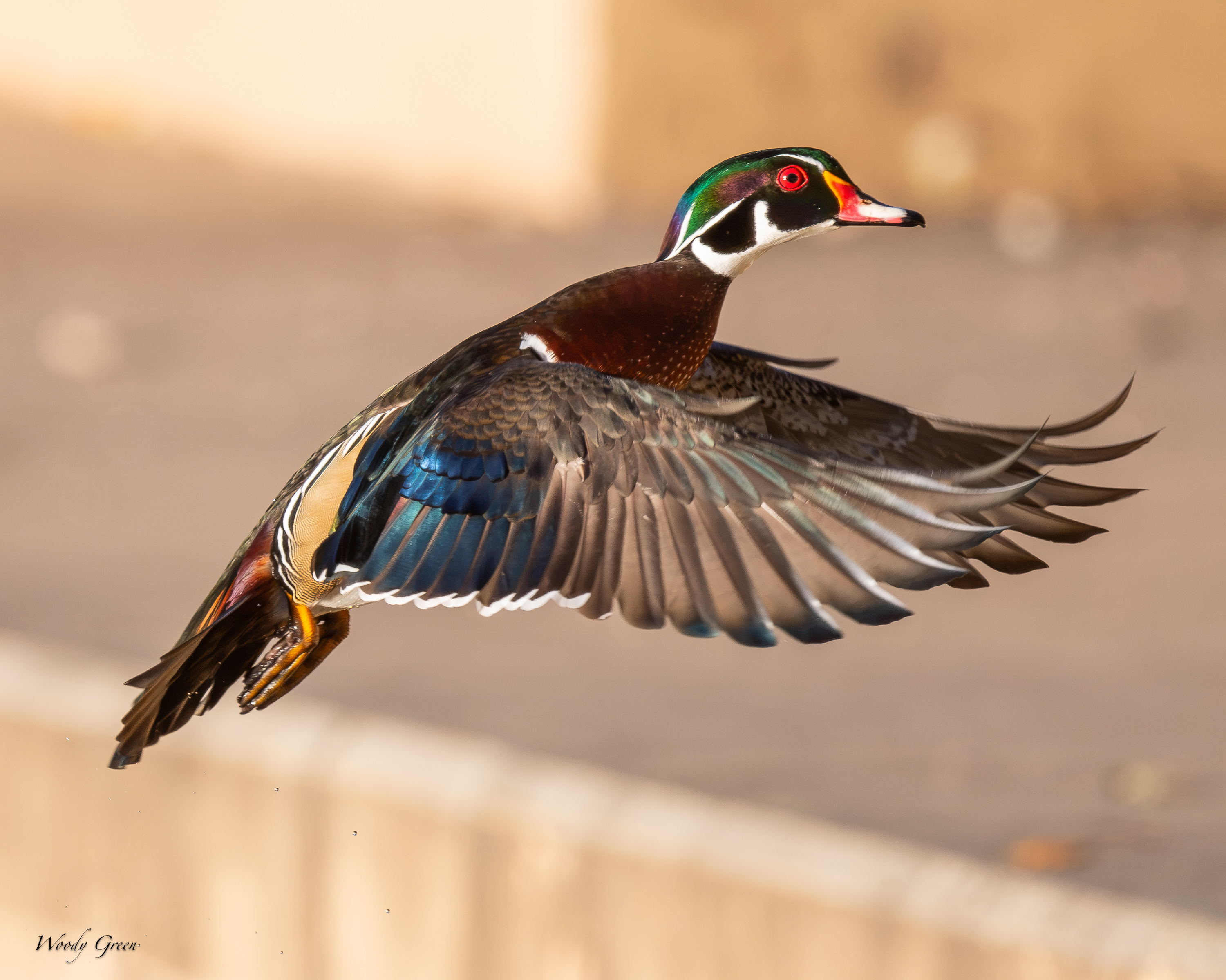 WoodDuckFlight-771.jpg