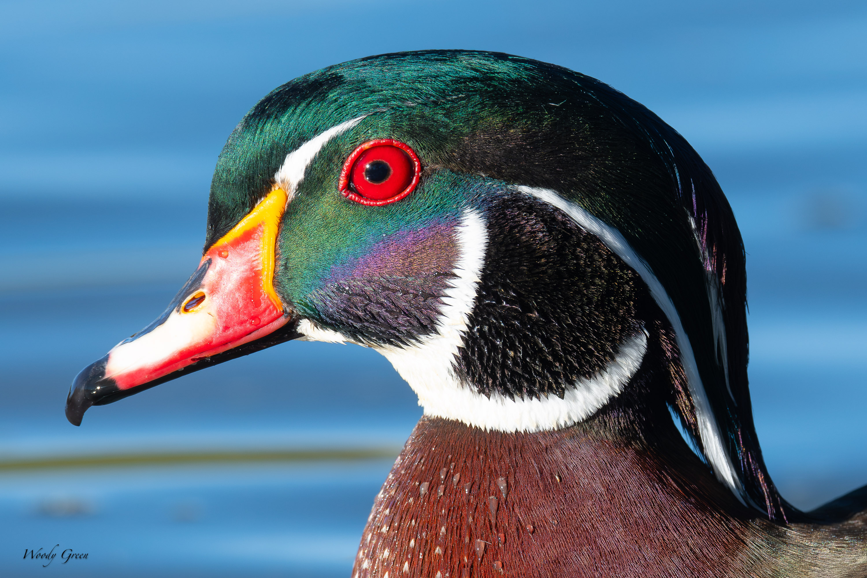 WoodDuckHead-765.jpg