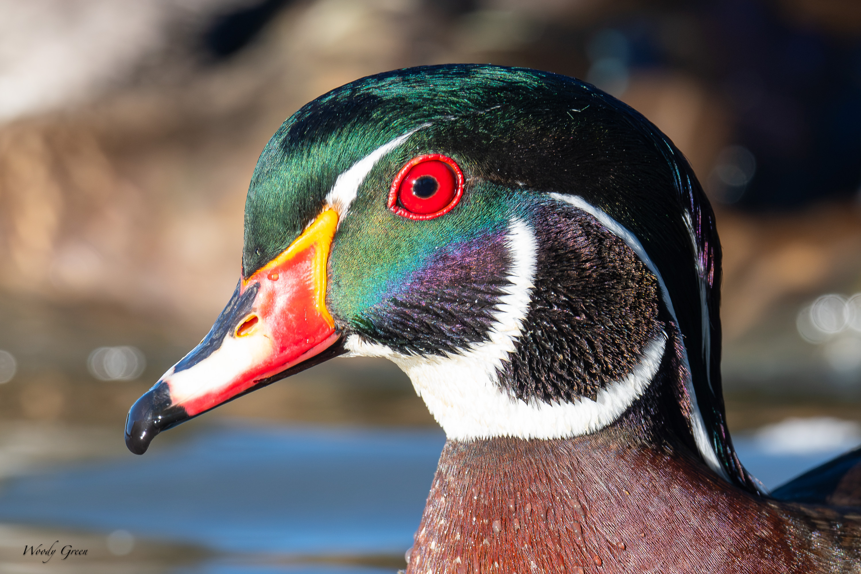 WoodDuckHead-766.jpg