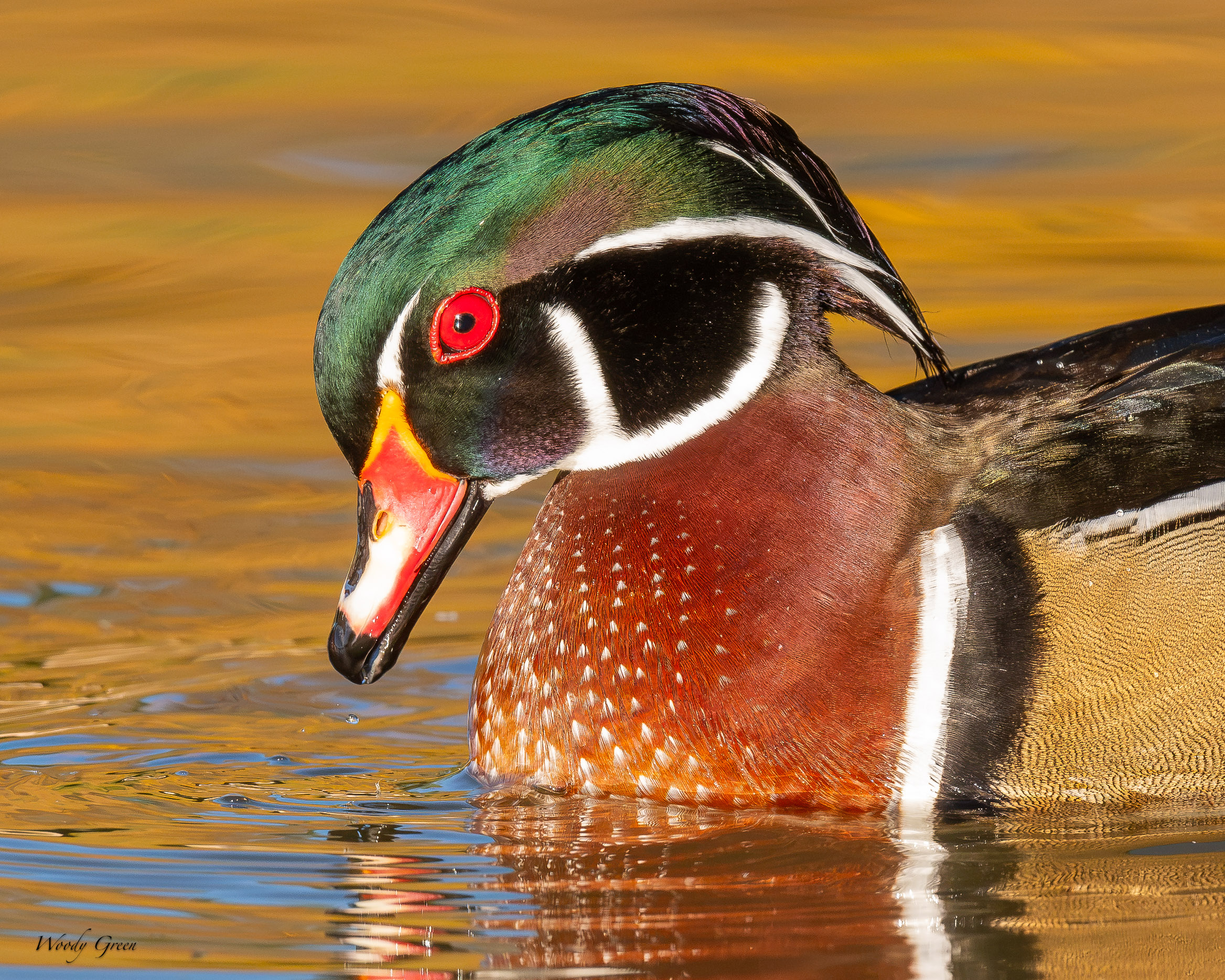 WoodDuckHead-767.jpg