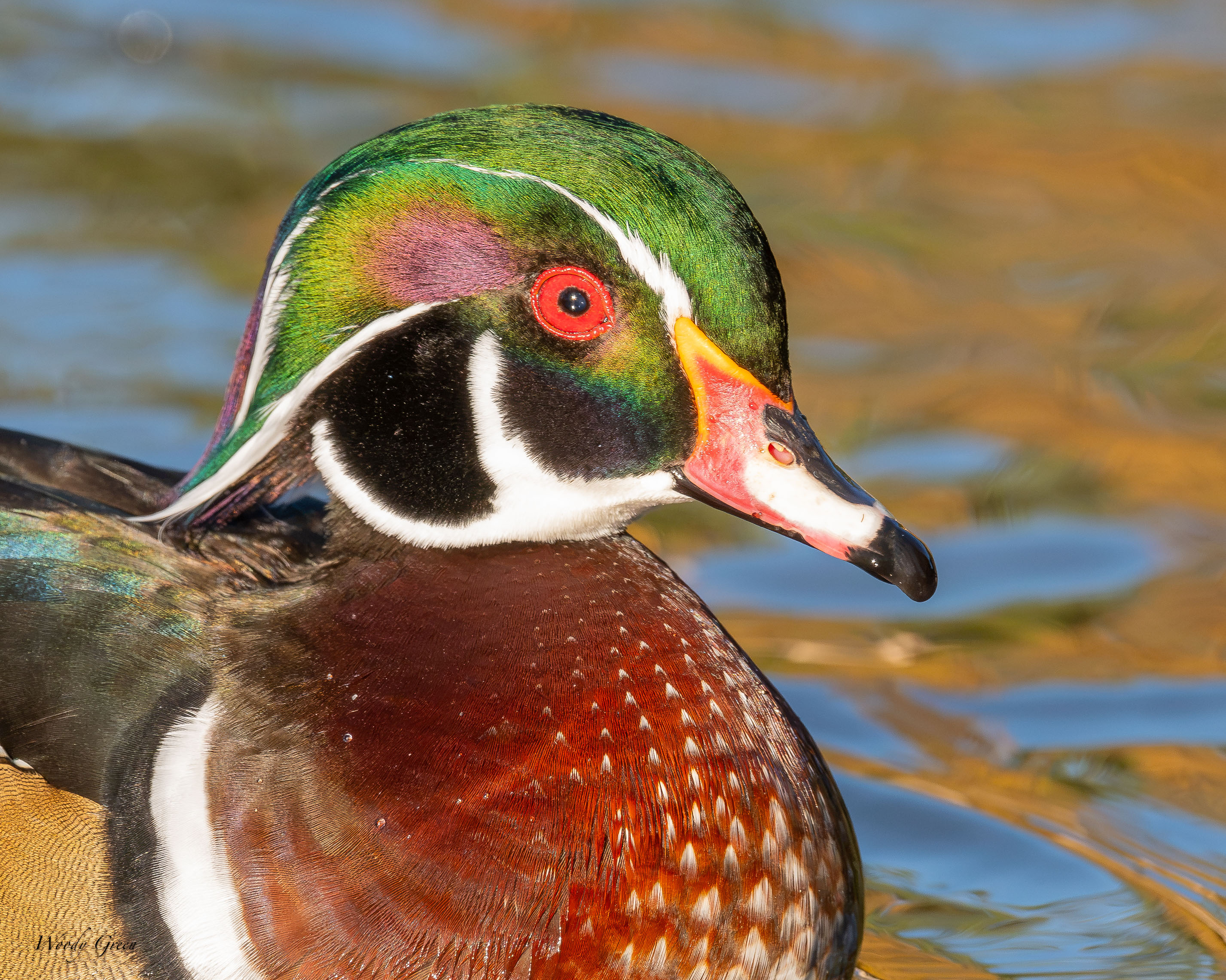 WoodDuckHead-768.jpg
