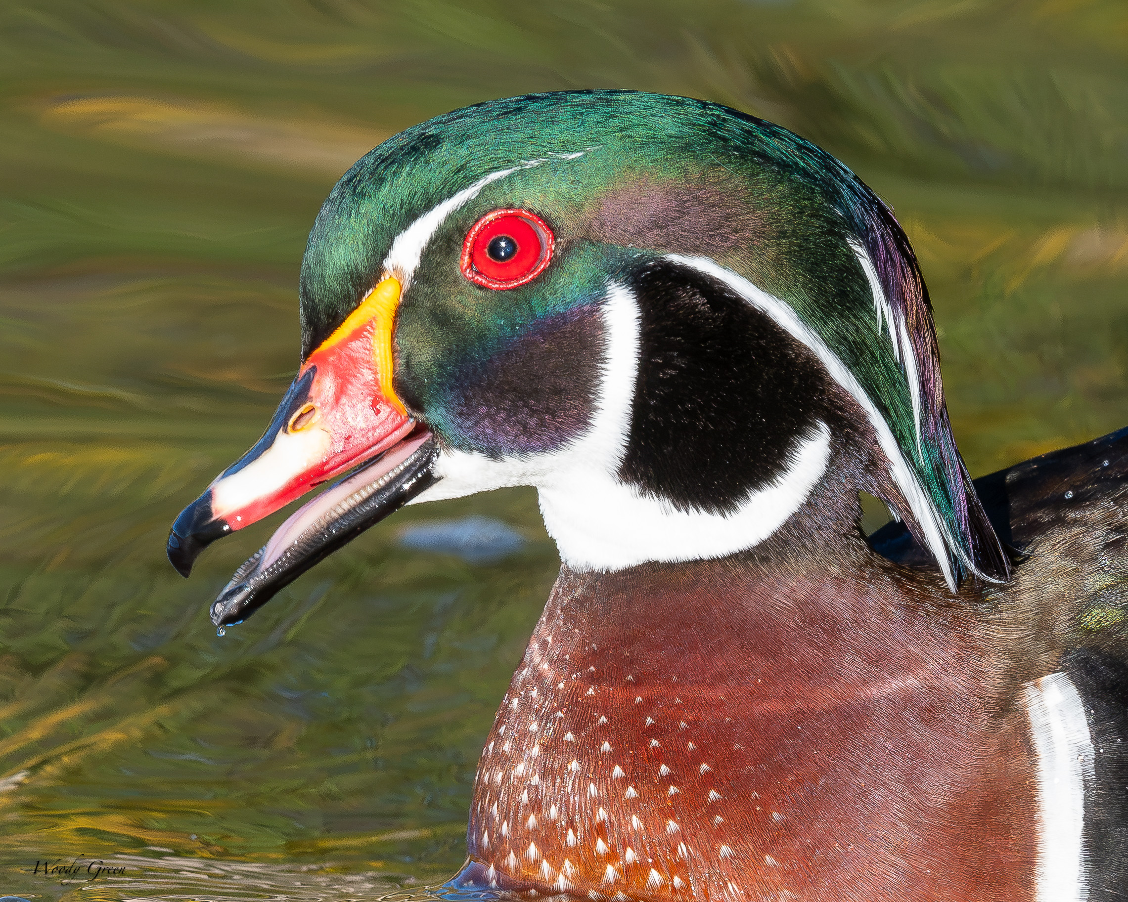 WoodDuckHead-769.jpg