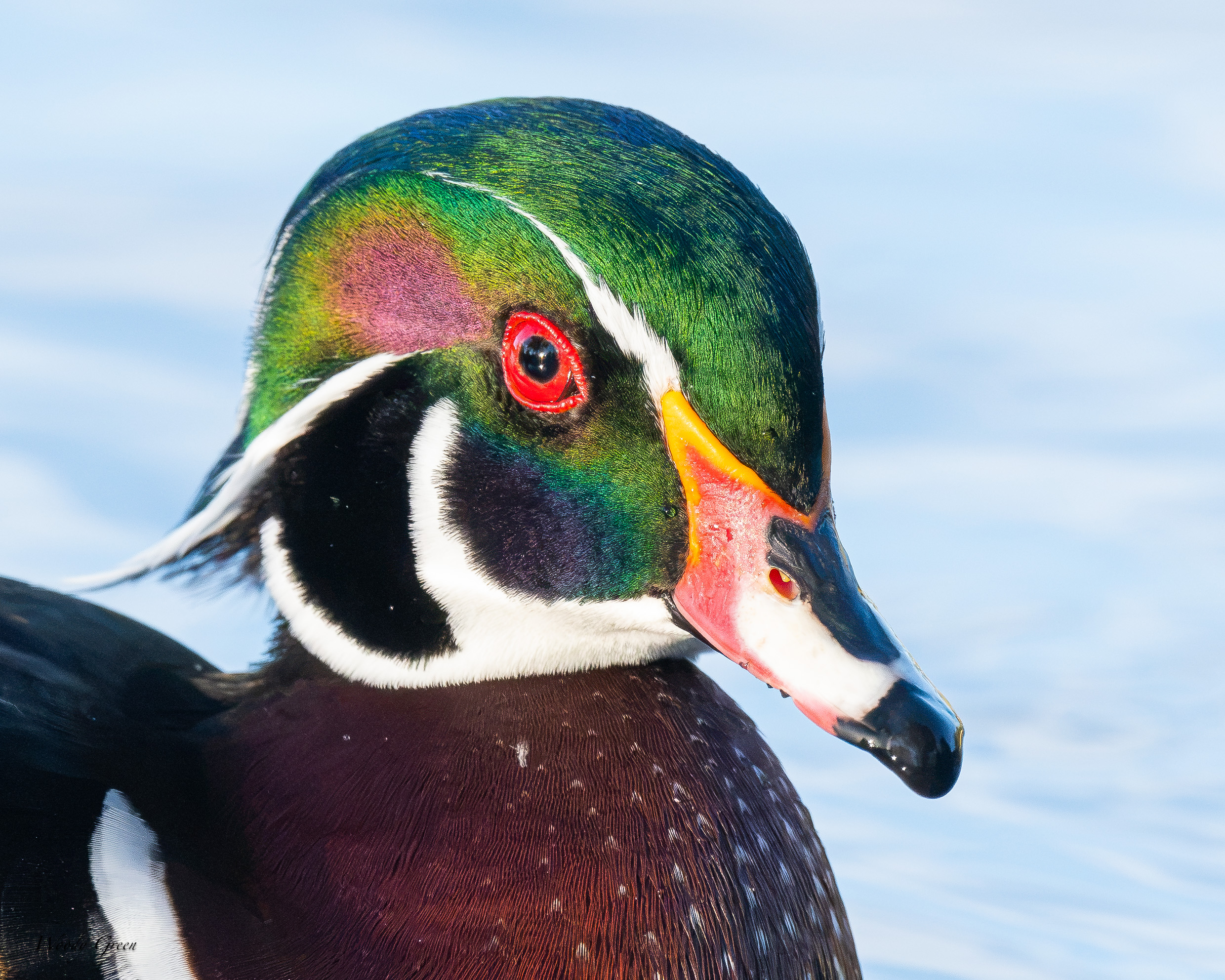 WoodDuckHead-770.jpg