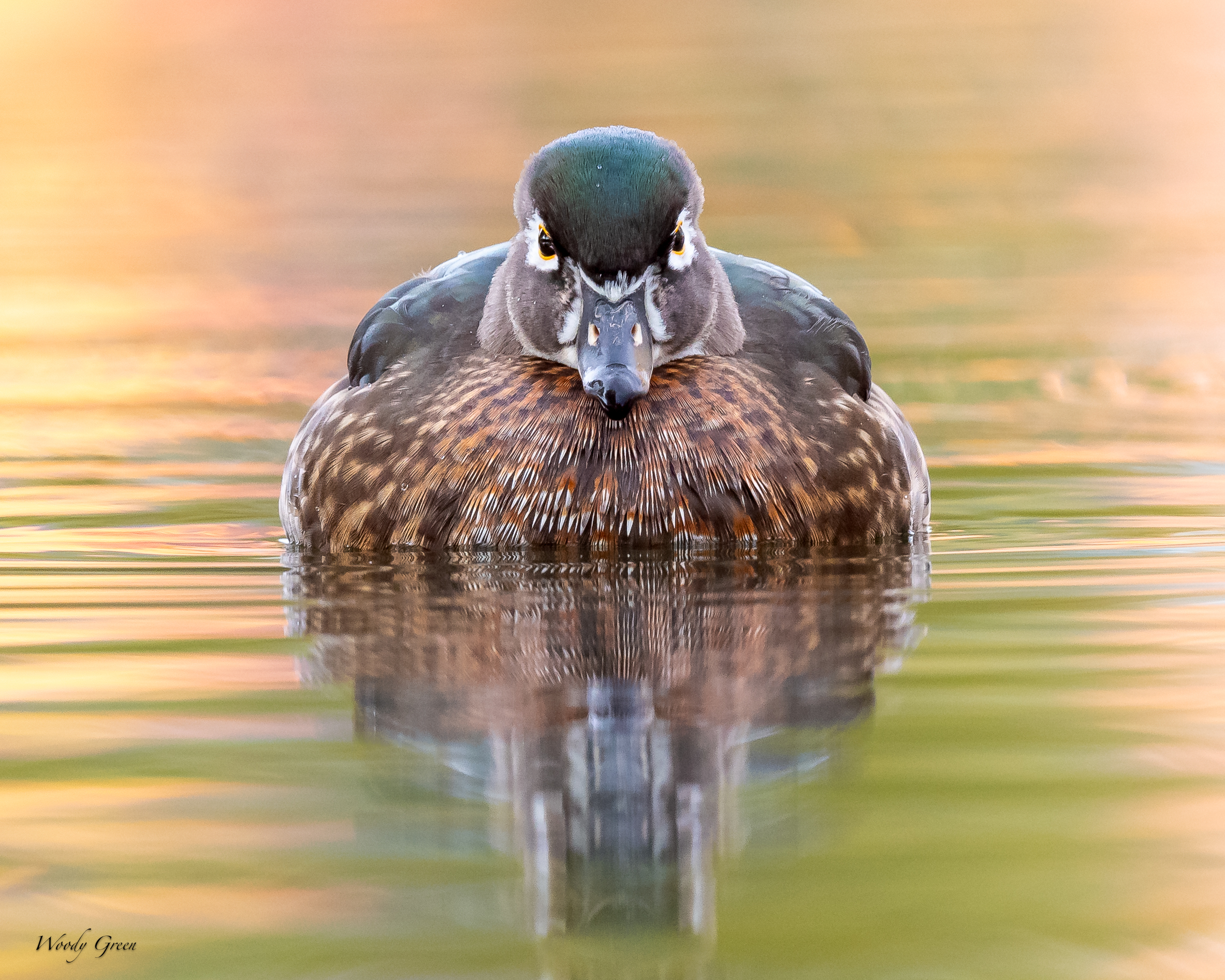 WoodDuckHeadOn-120.jpg