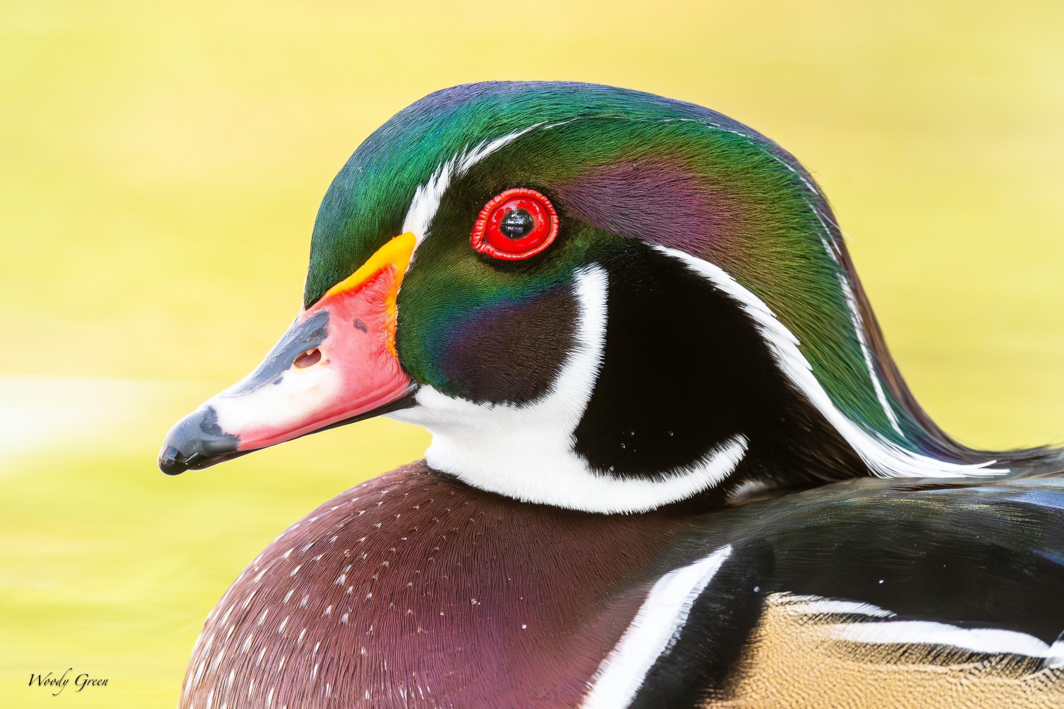 WoodDuckHeadShot-131.jpg
