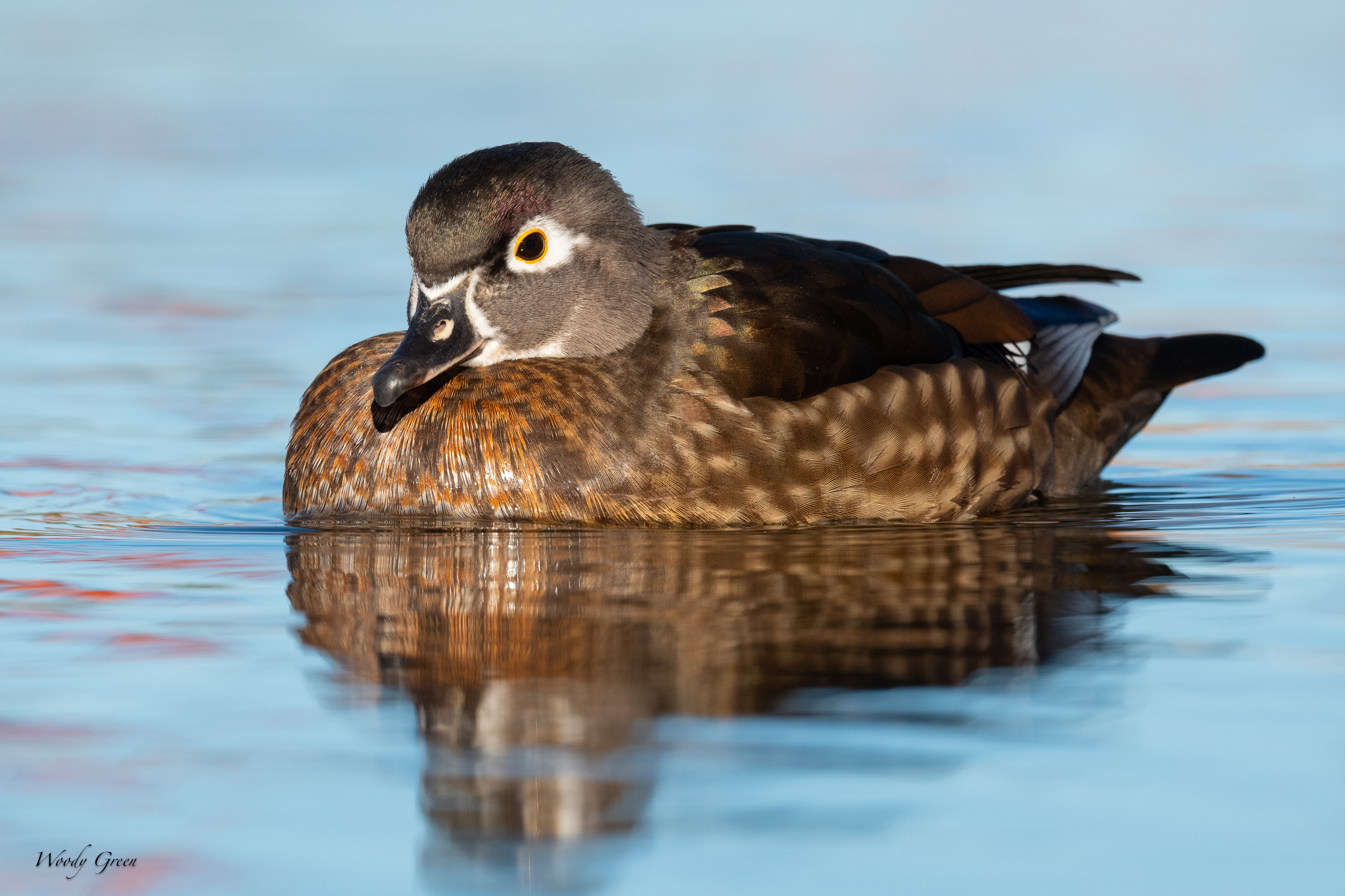 WoodDuckHen-122.jpg