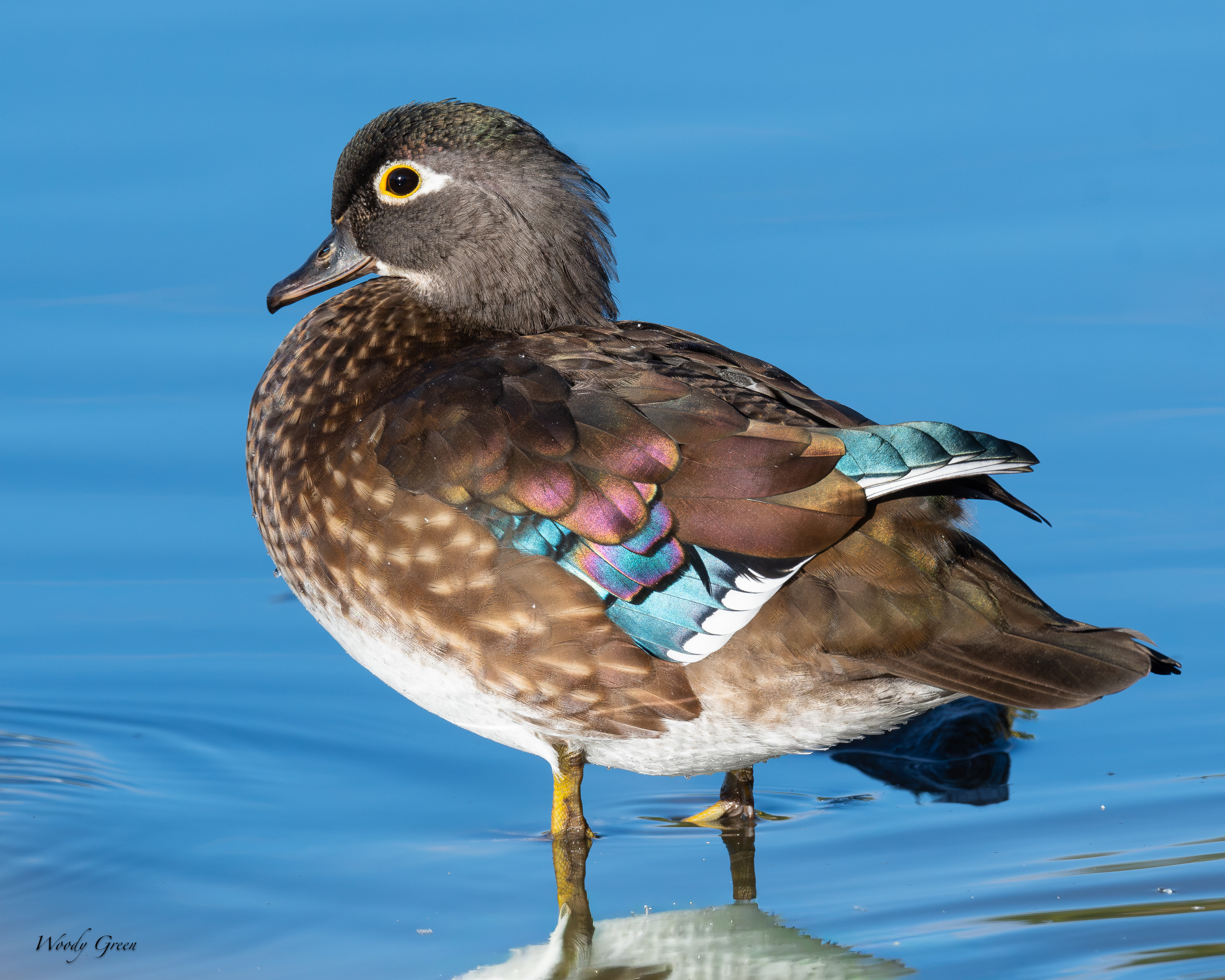 WoodDuckHen-759.jpg