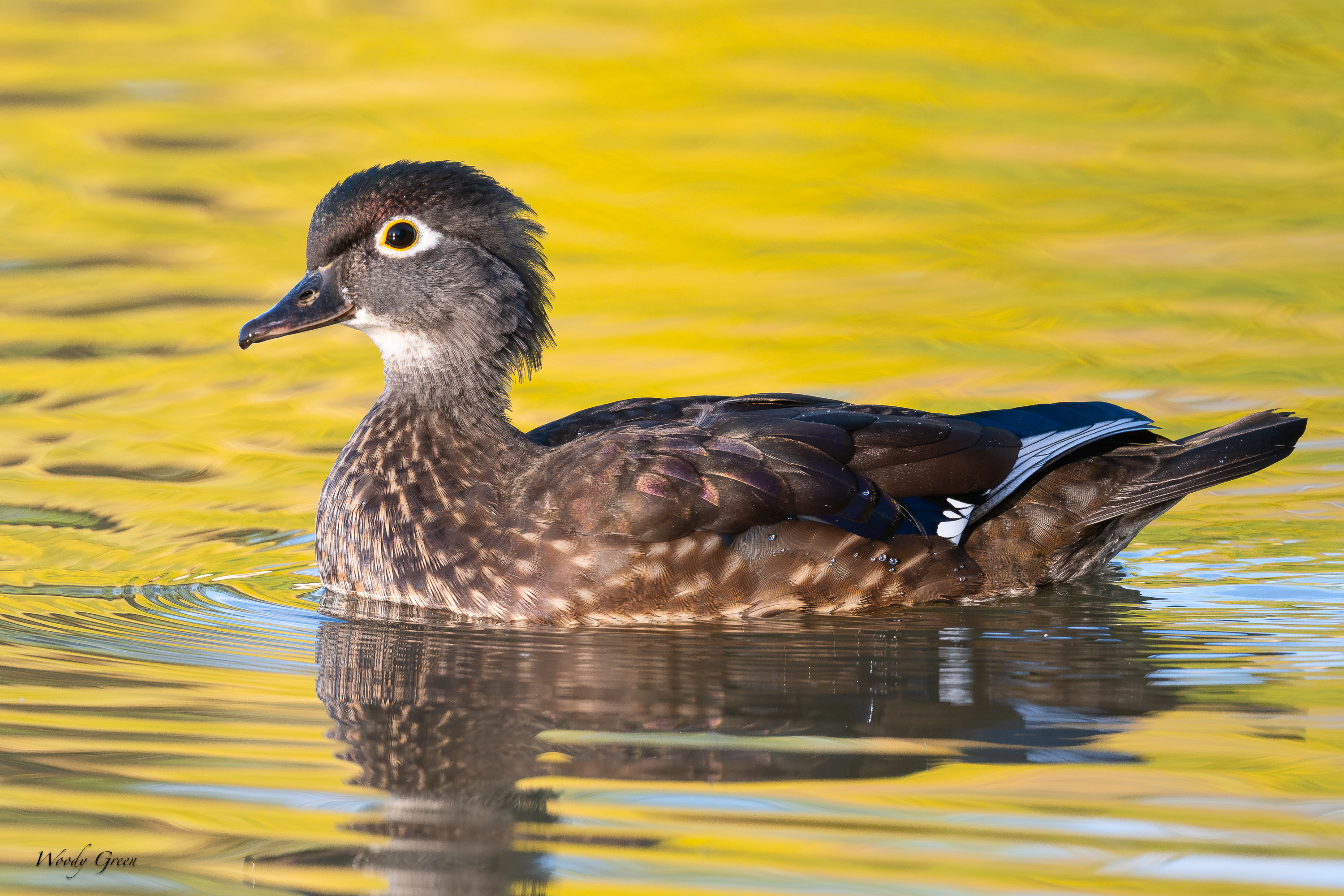 WoodDuckHen-760.jpg