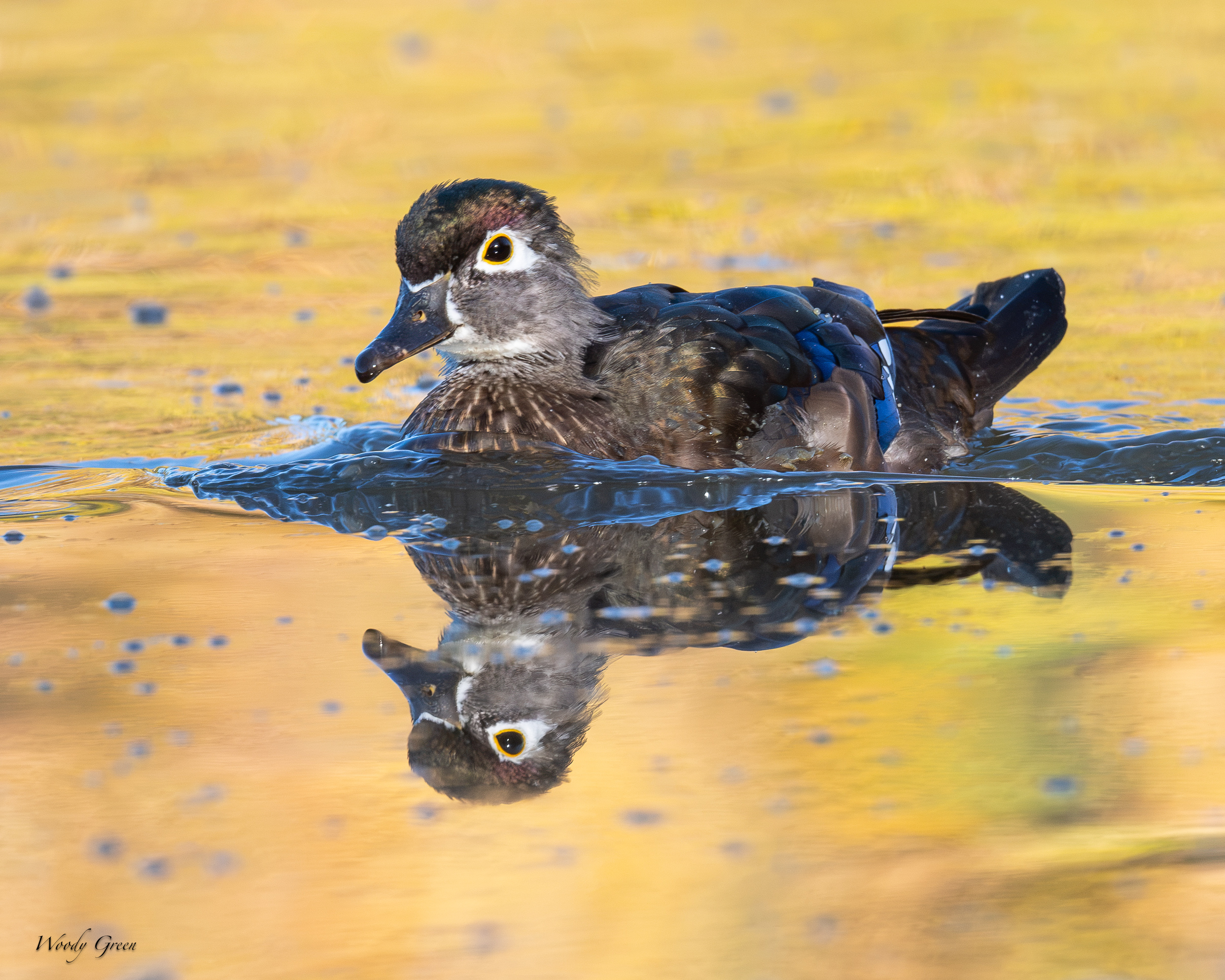 WoodDuckHen-765.jpg
