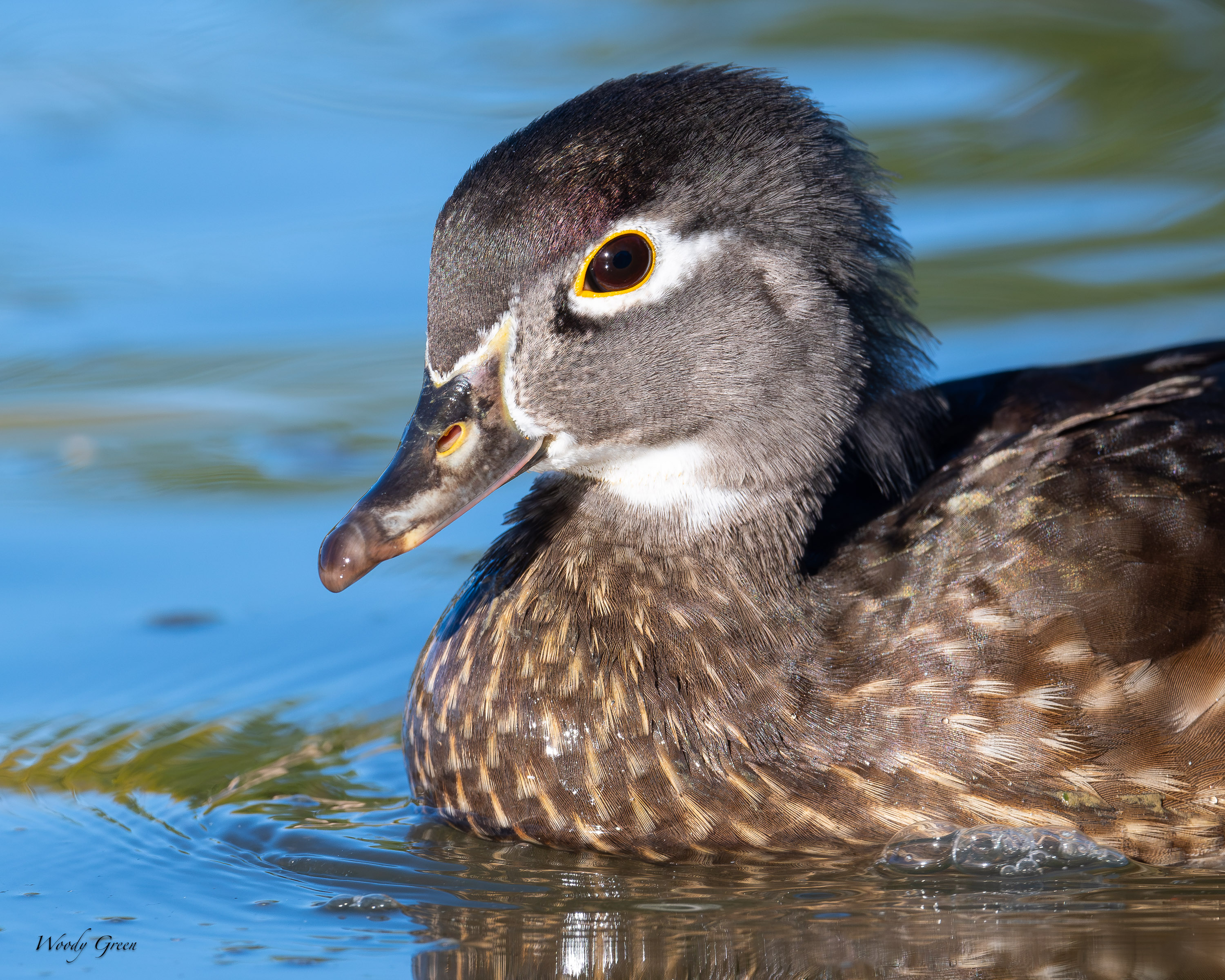 WoodDuckHen-766.jpg
