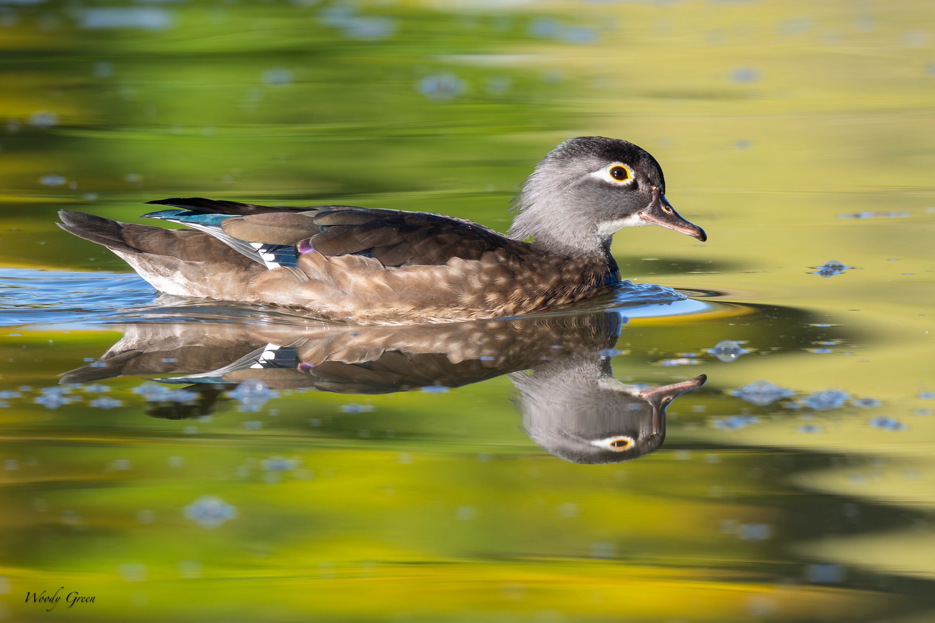 WoodDuckHen-767.jpg