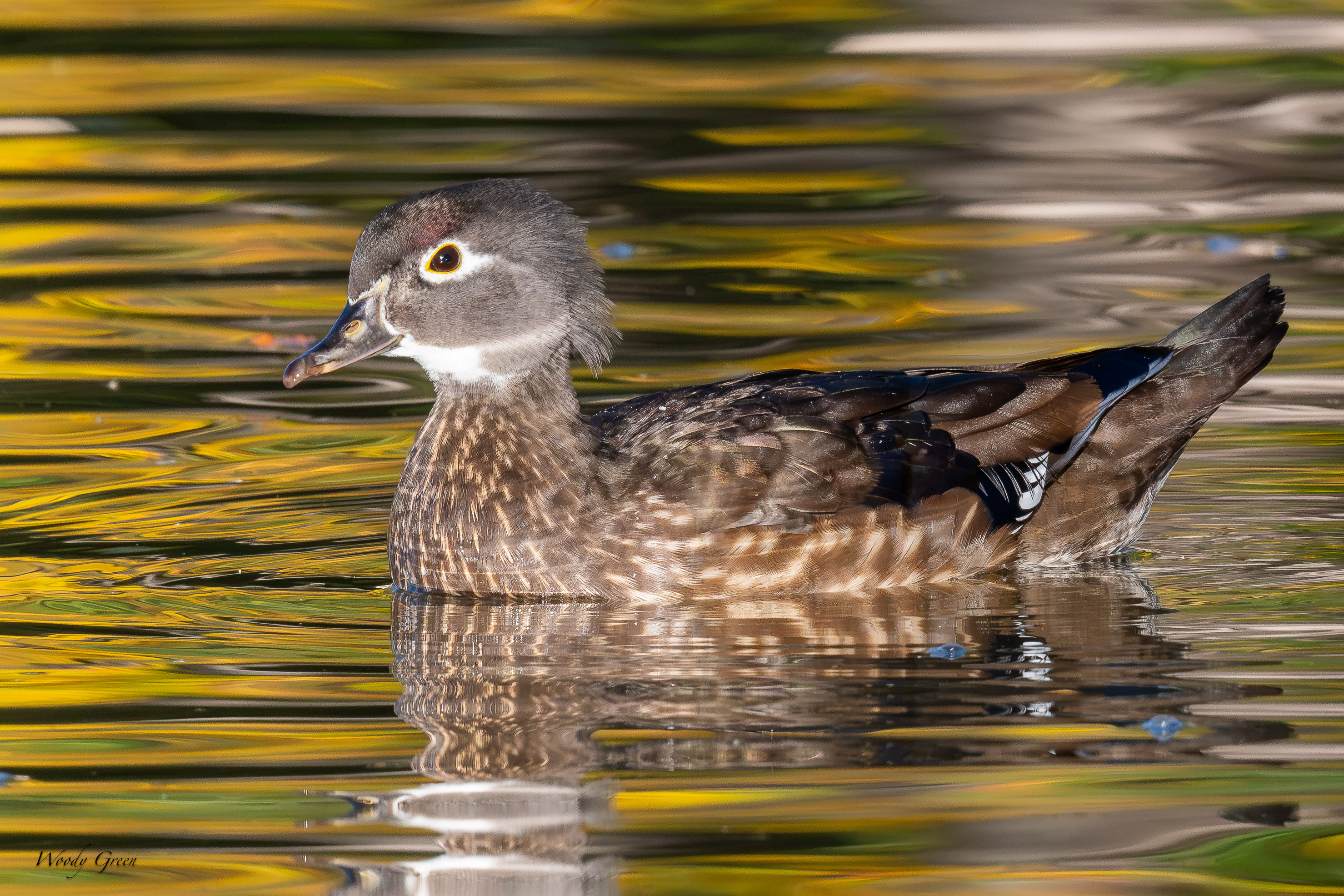 WoodDuckHen-768.jpg