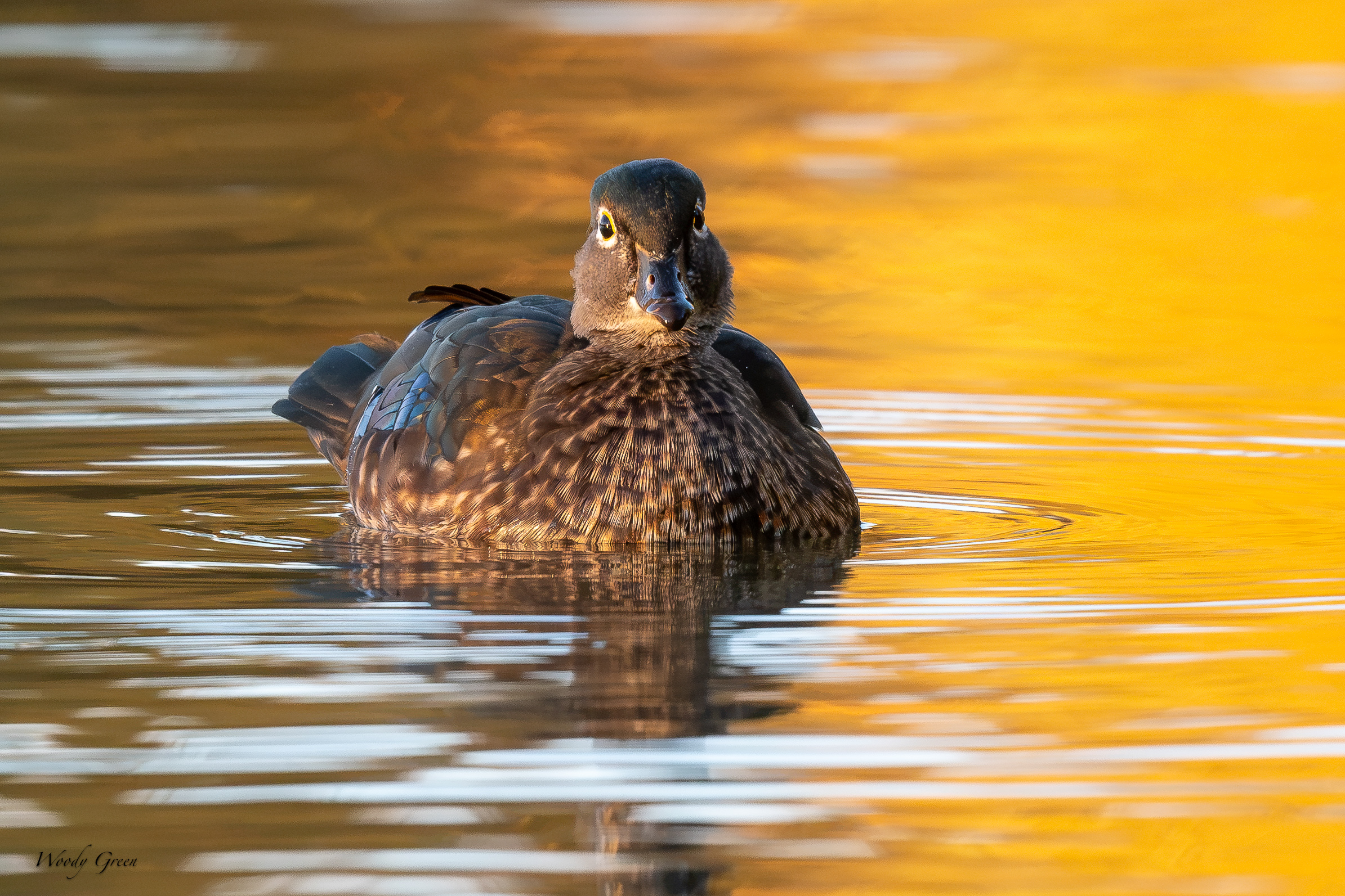 WoodDuckHen-769.jpg