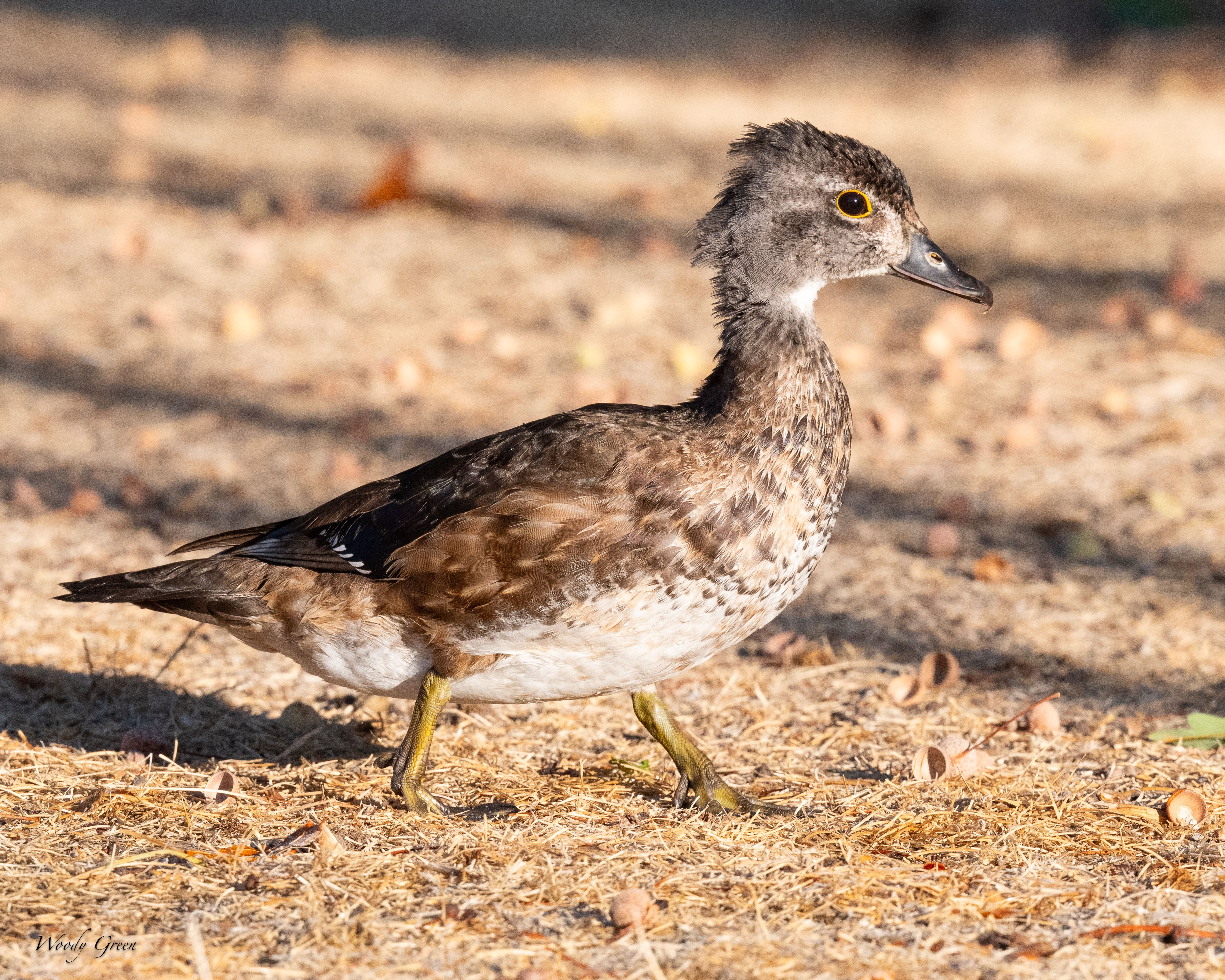 WoodDuckHenYoung-122.jpg