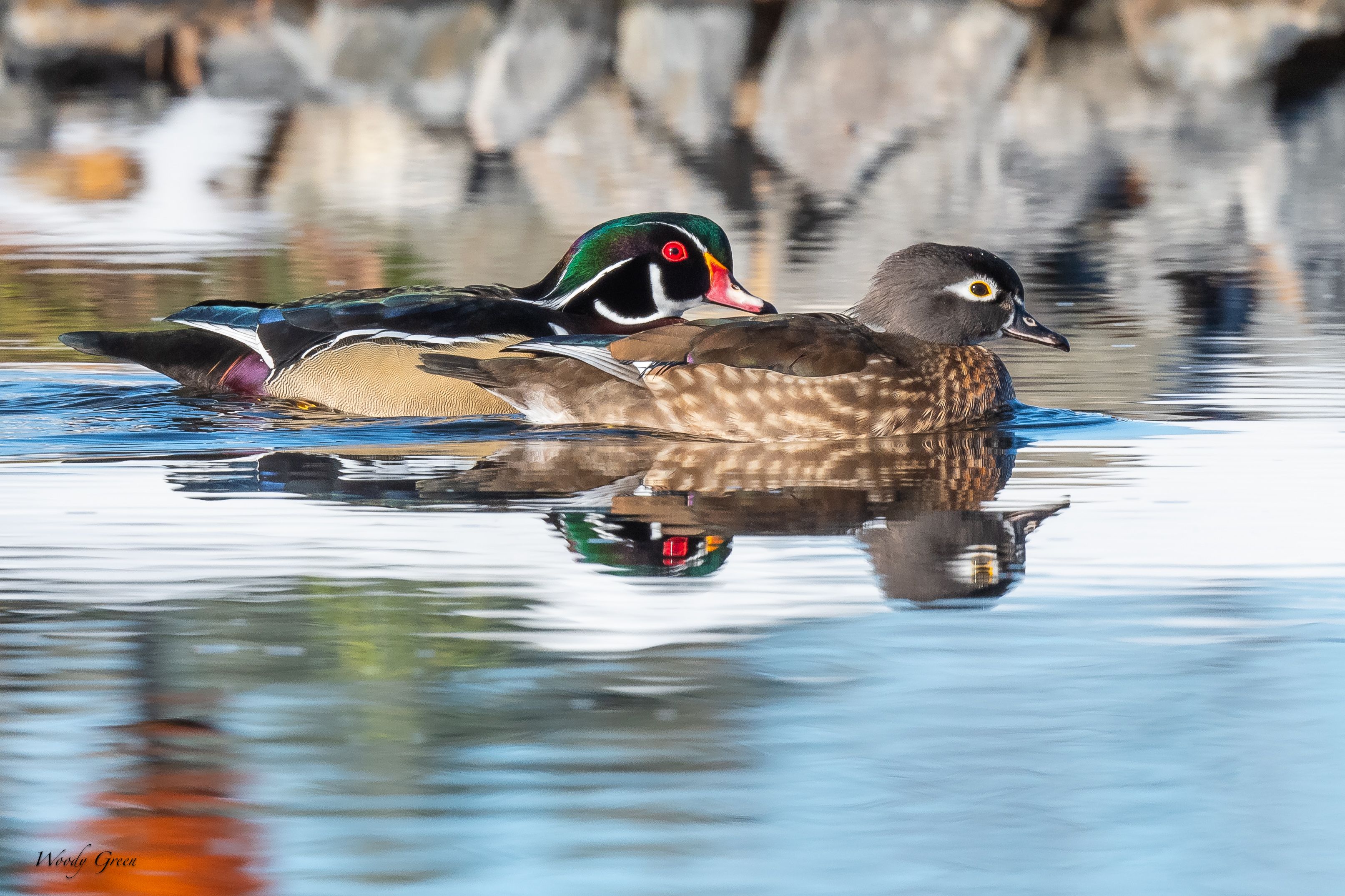 WoodDuckPair-160.jpg