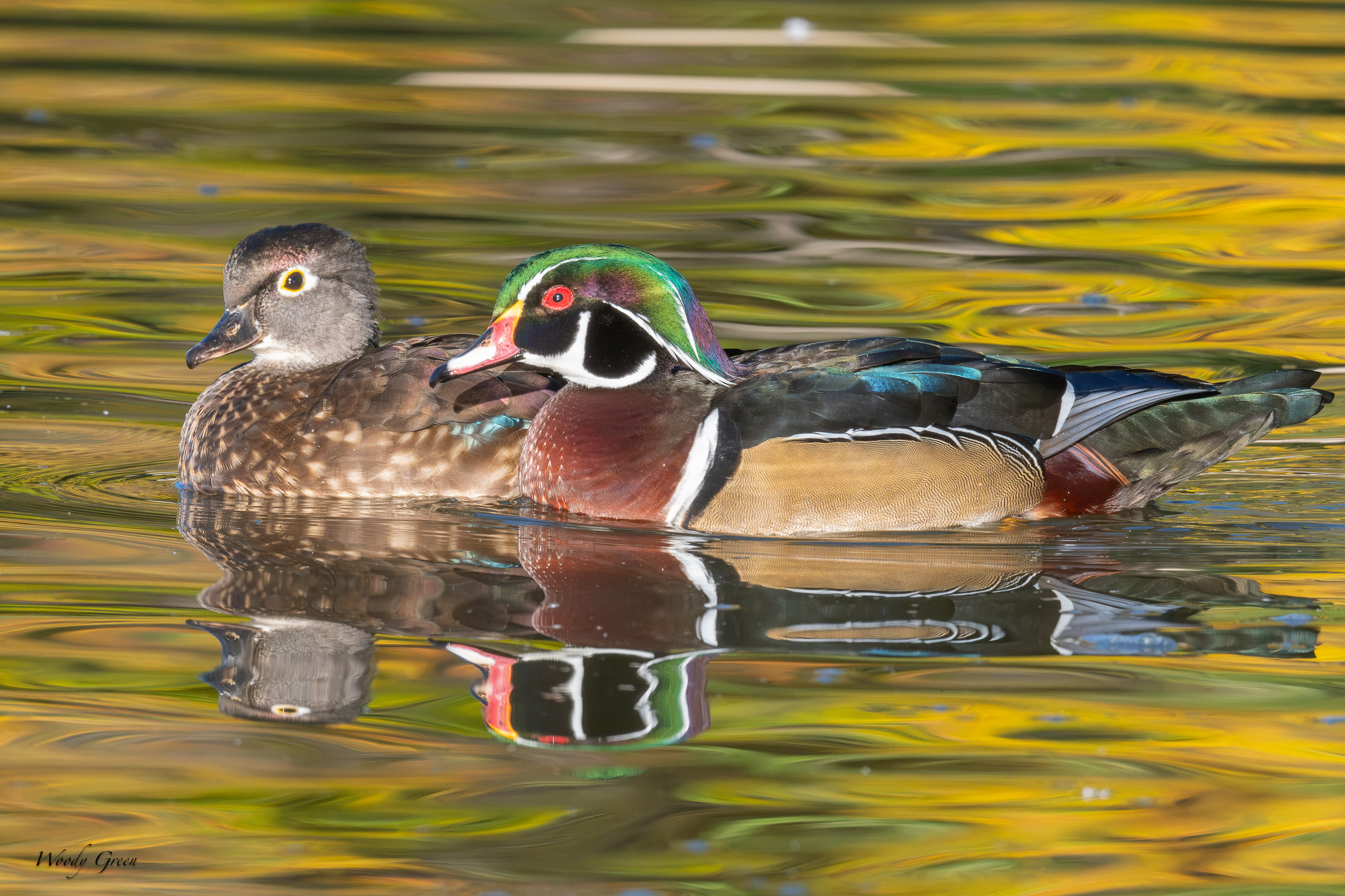 WoodDuckPair-771.jpg