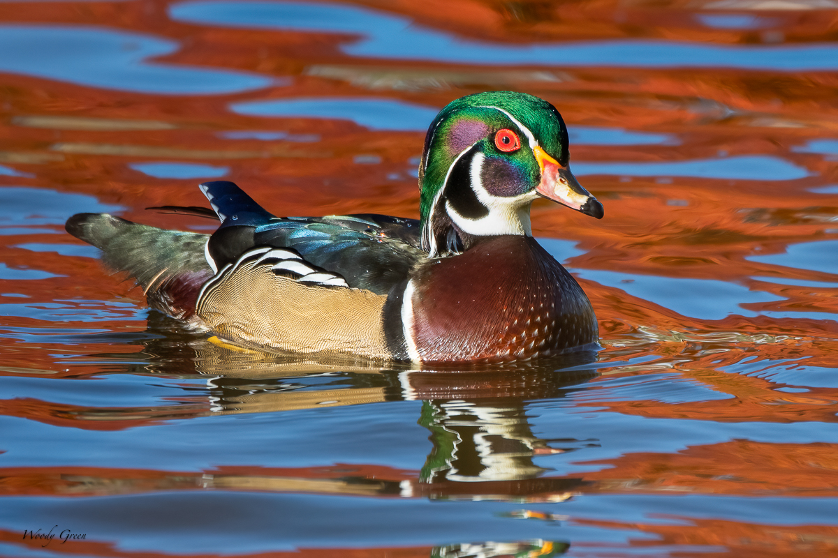 WoodDuckReflection-200.jpg