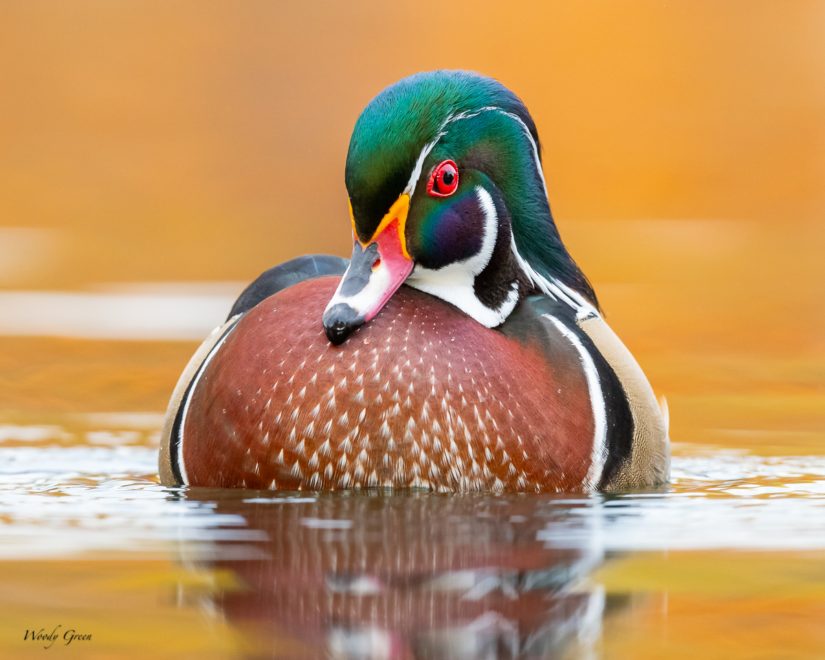 WoodDuckRelection-134.jpg