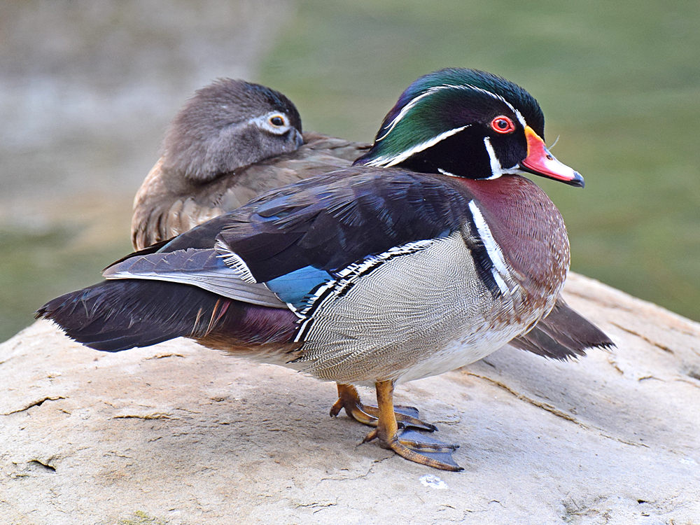 WoodDucks.jpg