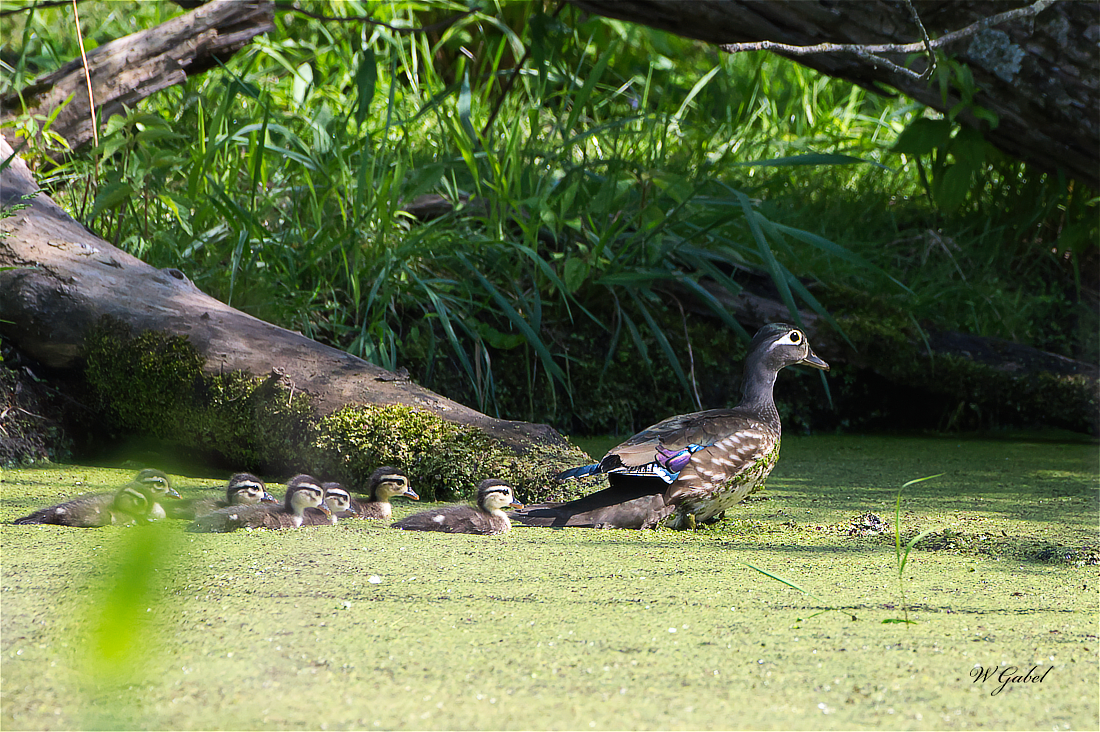 WoodDucks5538 sm.jpg