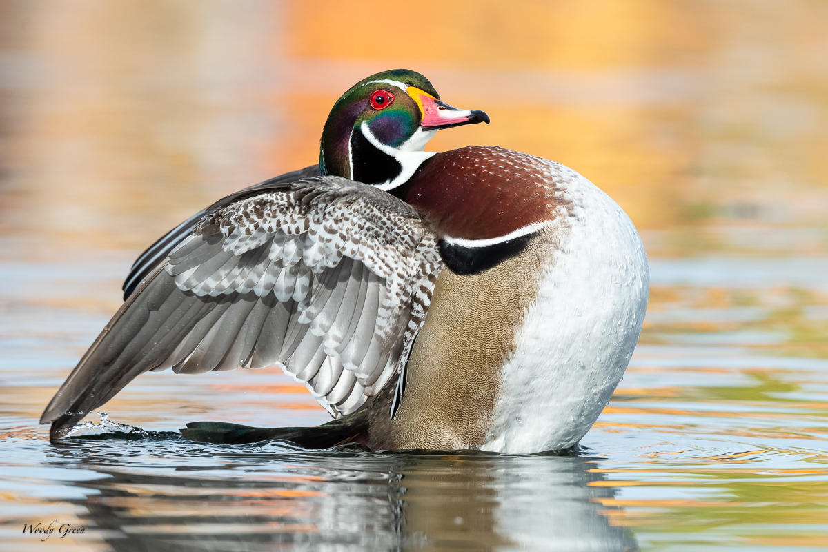 WoodDuckStretching-120.jpg