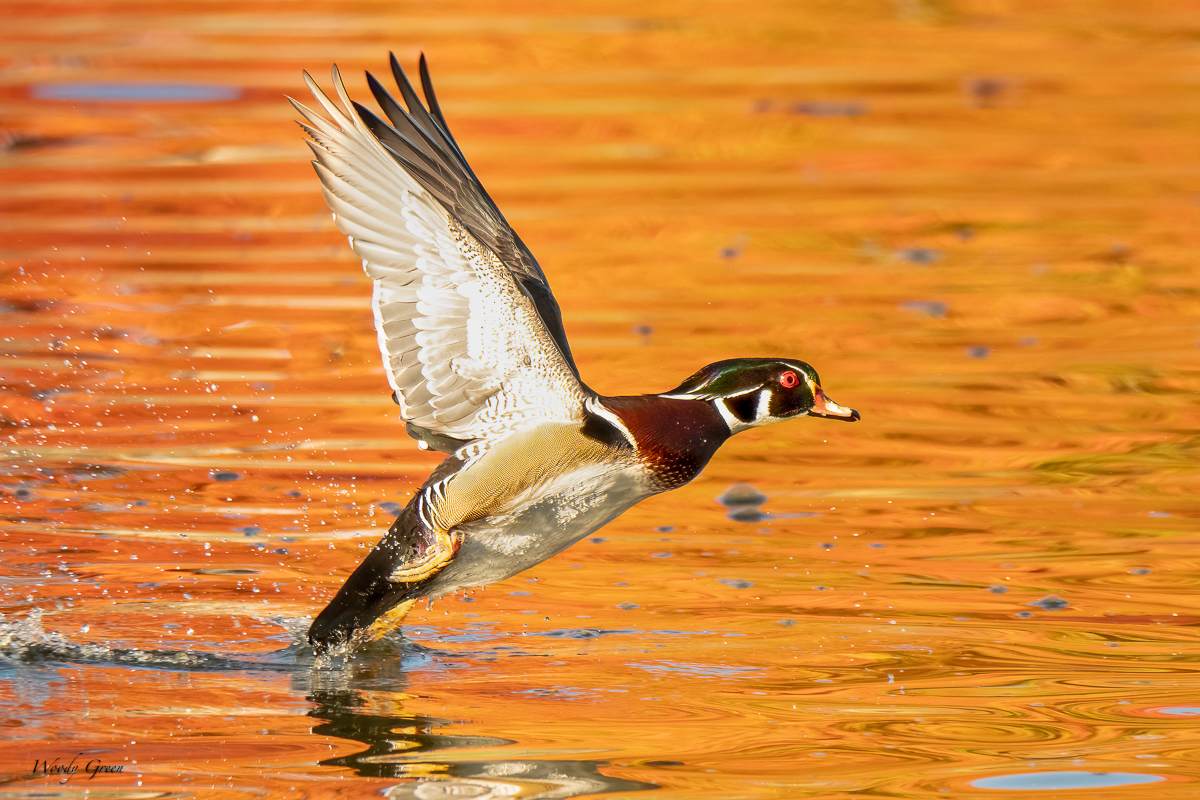 WoodDuckTakeoff-79.jpg