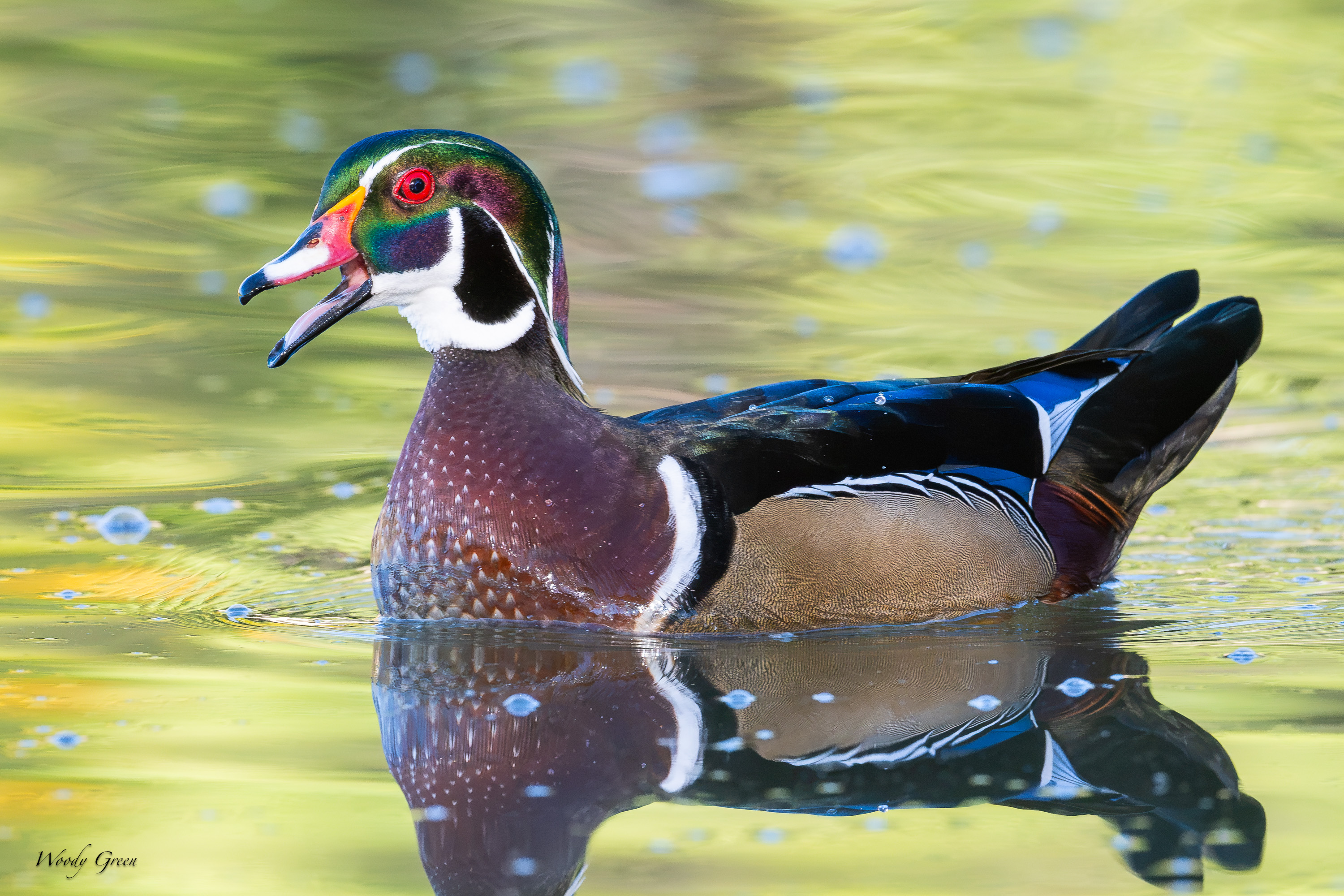 WoodDuckTalking-770.jpg
