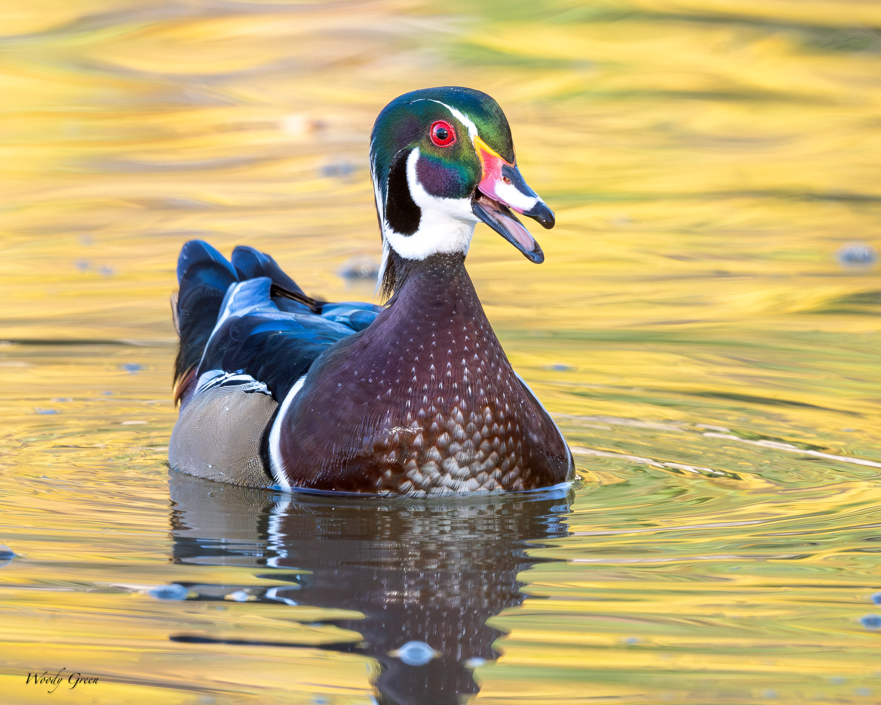 WoodDuckTalking-771.jpg
