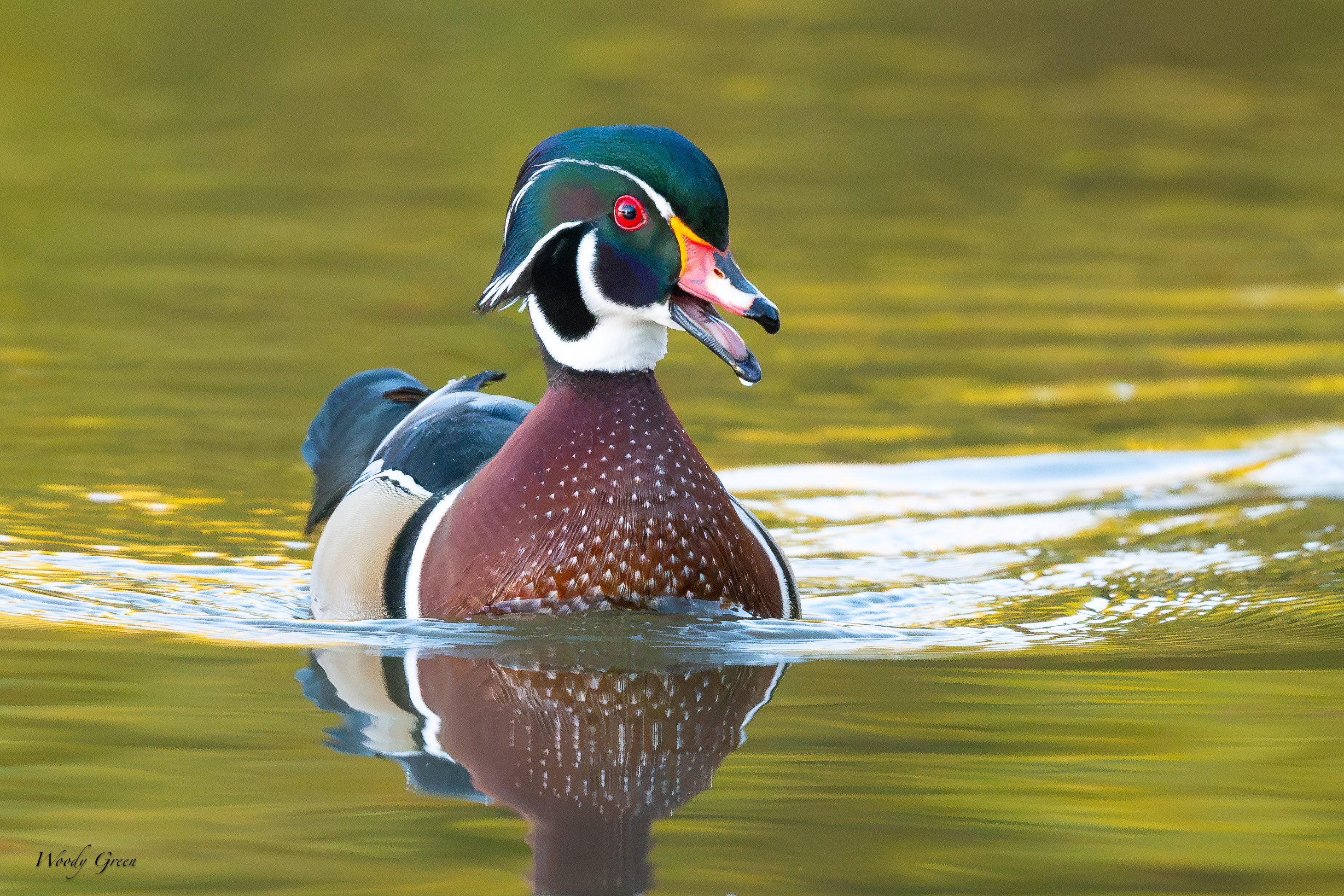 WoodDuckTalking-772.jpg