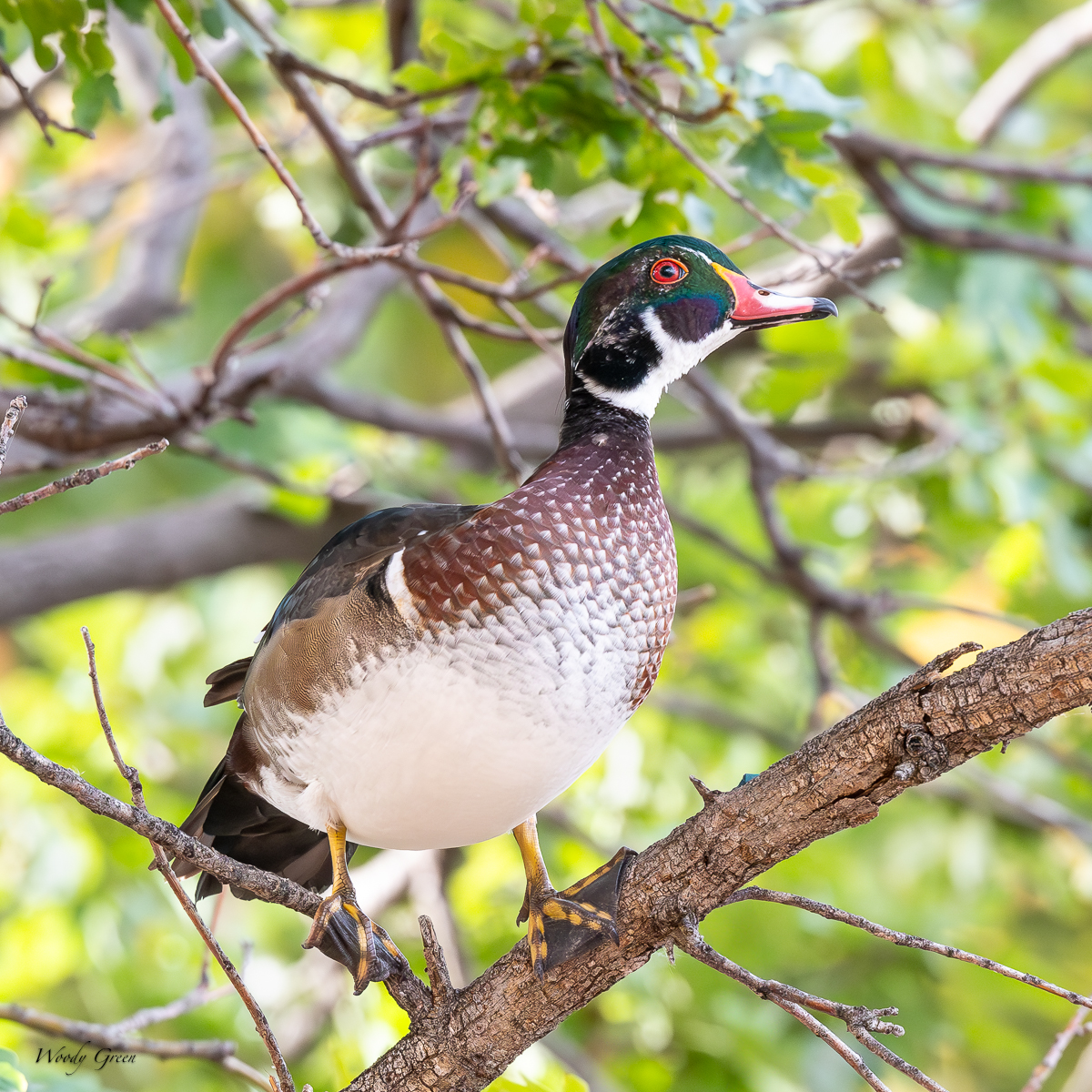 WoodDuckTree-134.jpg