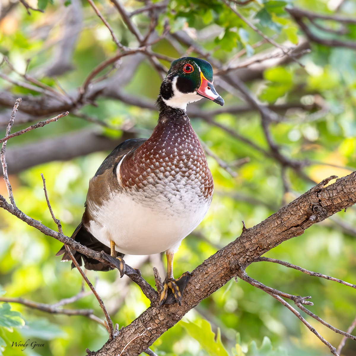 WoodDuckTree-135.jpg