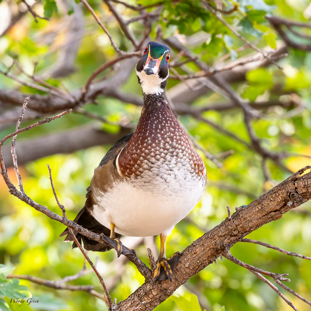 WoodDuckTree-136.jpg