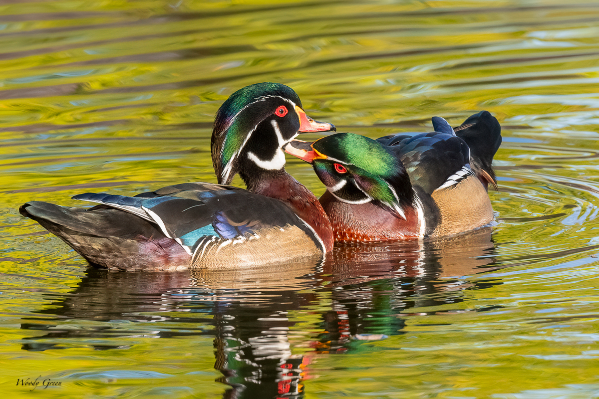 WoodDuckTwoMales-73.jpg