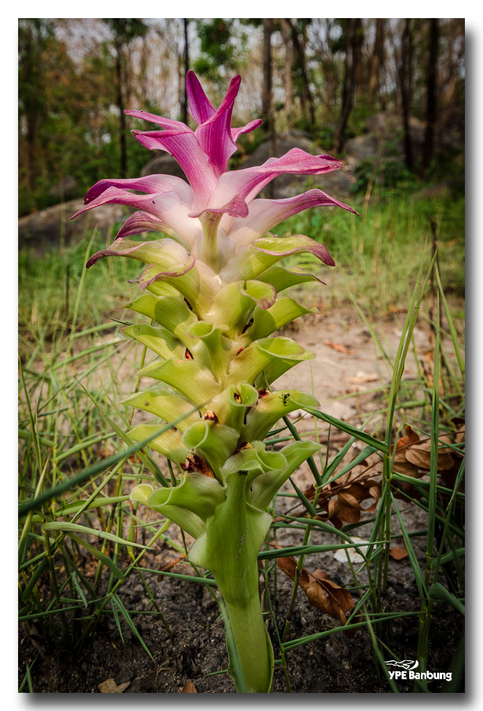 woodflower-ype-banbung.jpg