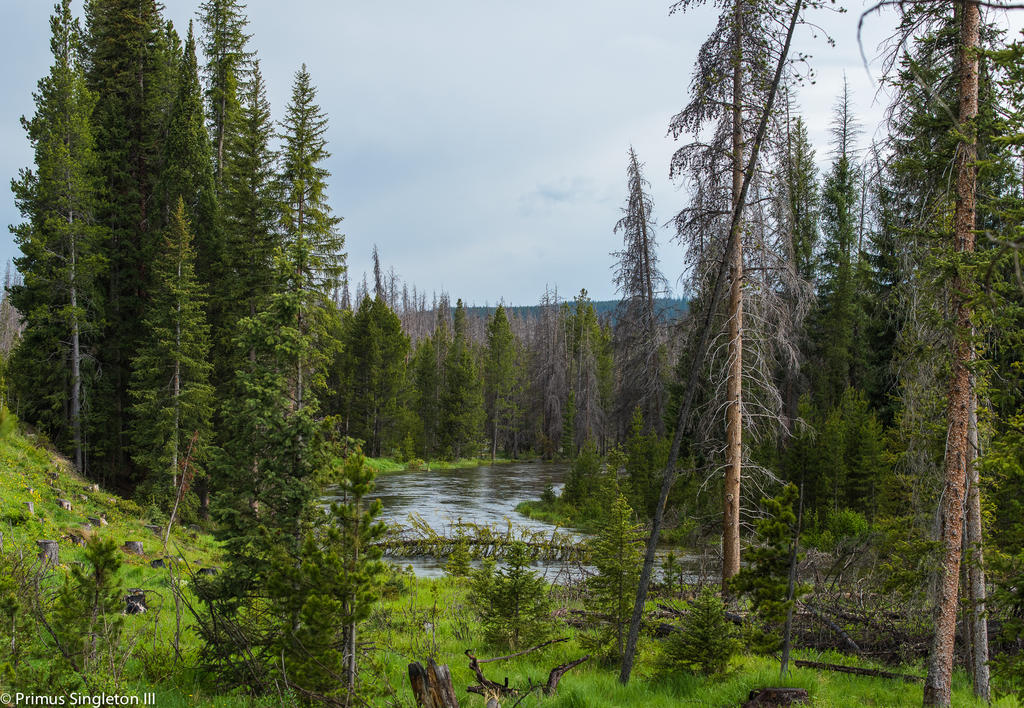 Woodland n Lake.jpg