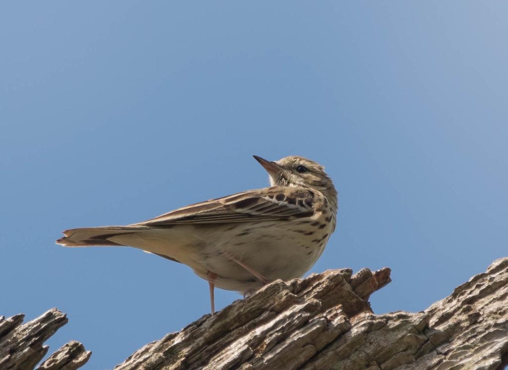 woodlark1.jpg