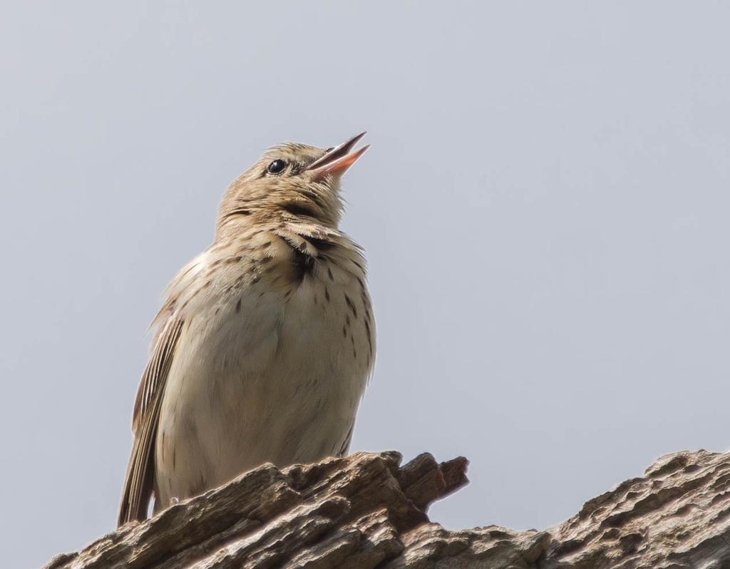 woodlark2.jpg