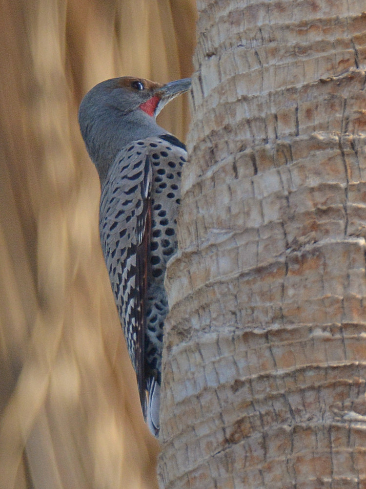 Woodpecker.jpg