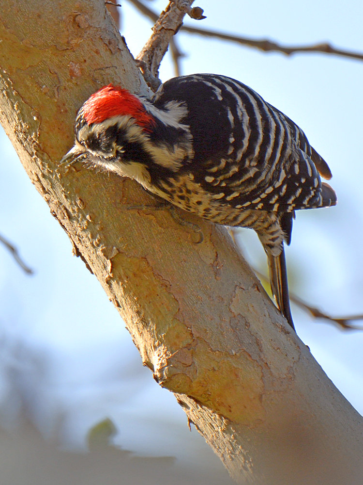 Woodpecker.jpg