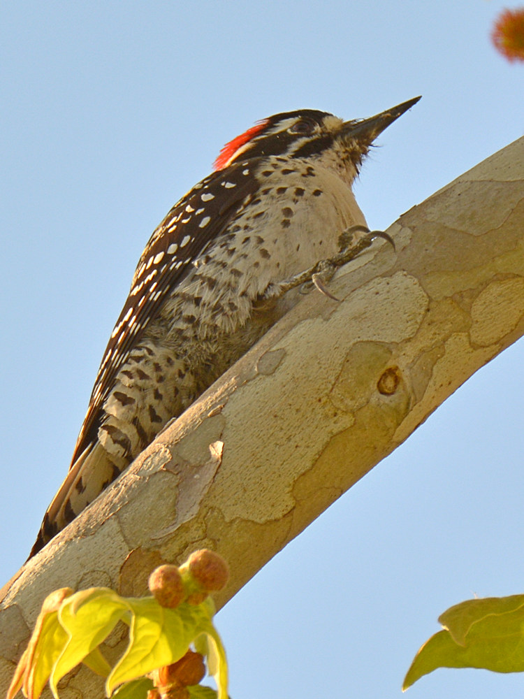 Woodpecker.jpg